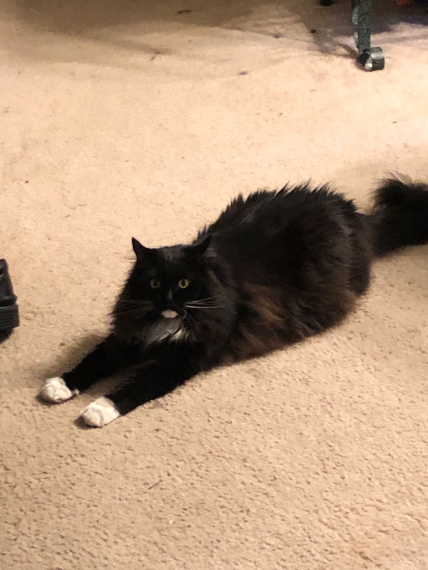 A black and white tuxedo cat laying on her stomach with both front paws sticking straight out as she stares at the camera