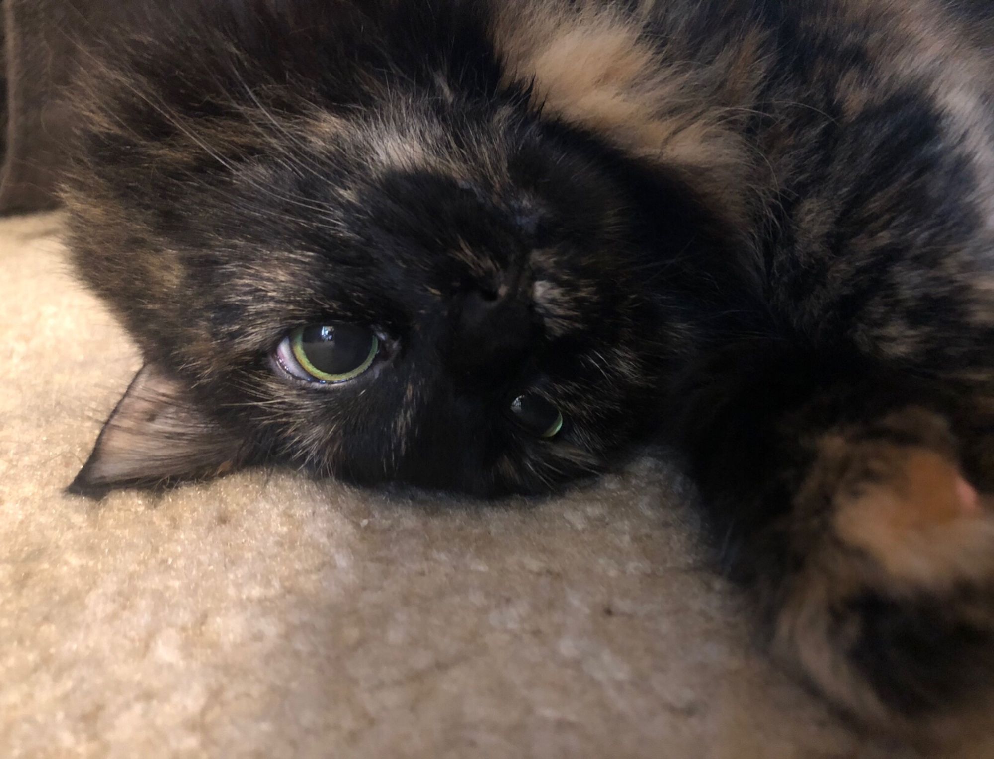 A picture of a tortoise shell calico cat with her head upside down and enlarged pupils