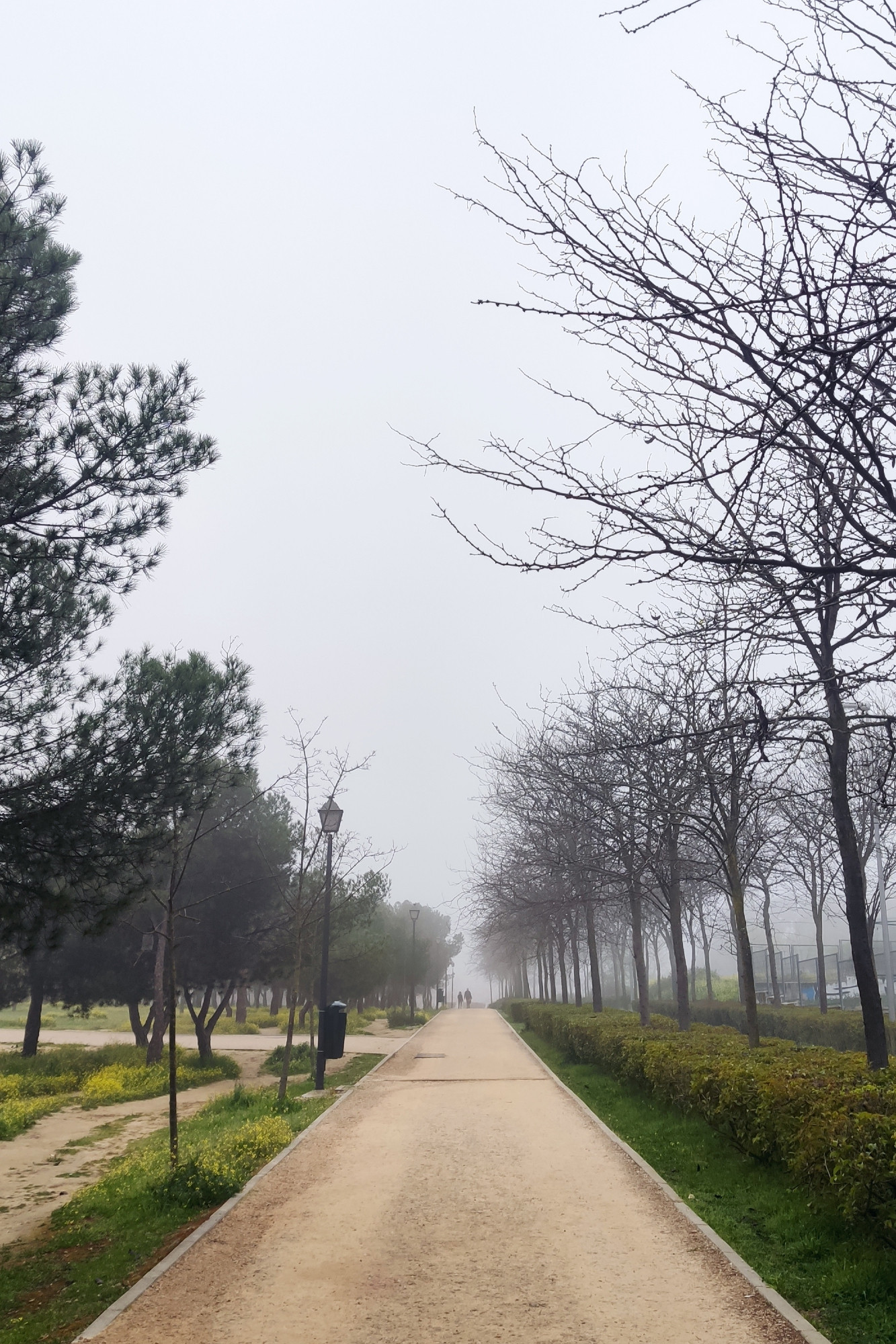 Camino de tierra flanqueado por árboles con niebla al fondo.