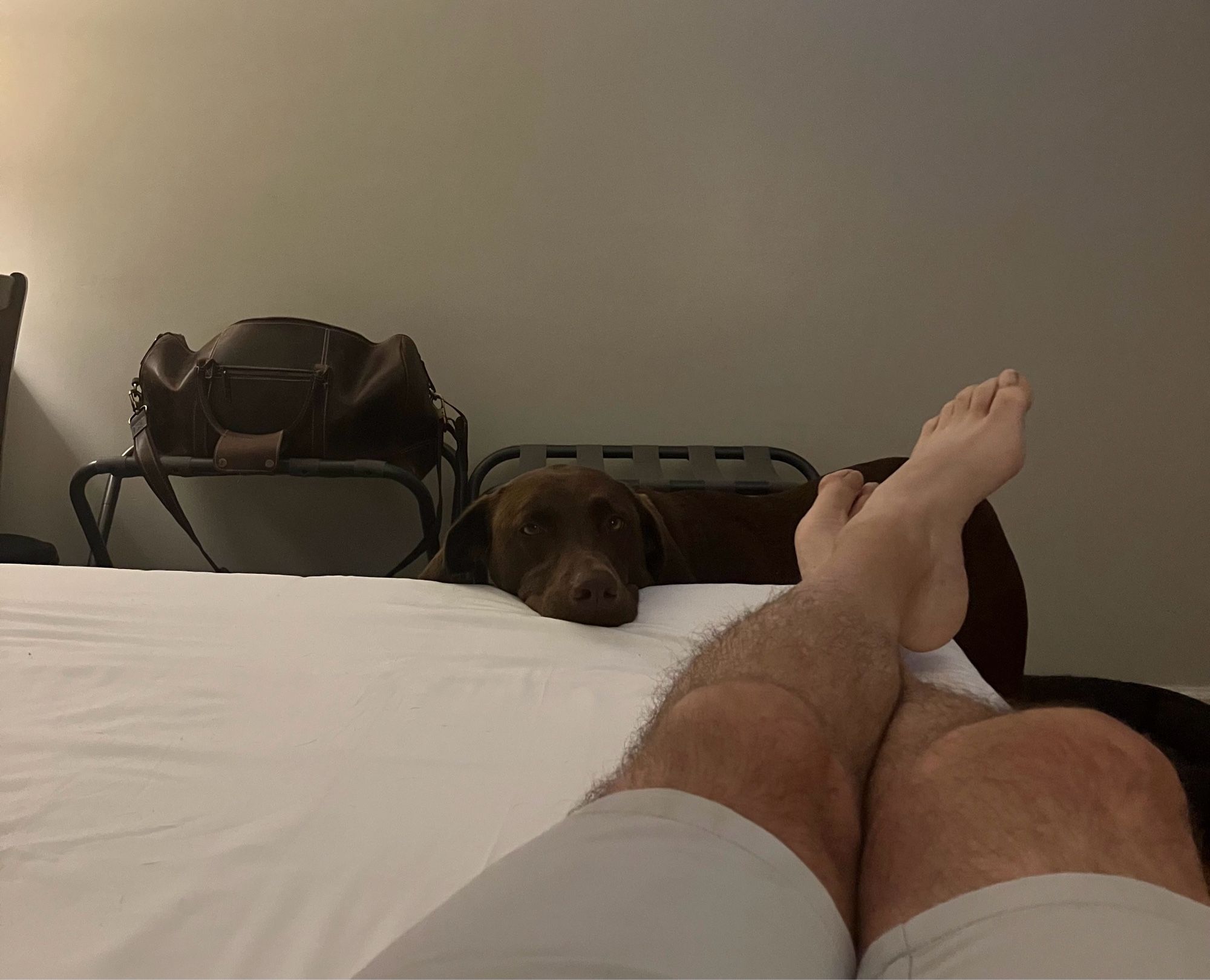 My dog Oscar asking to get on the motel bed with his wishful face lying on the mattress