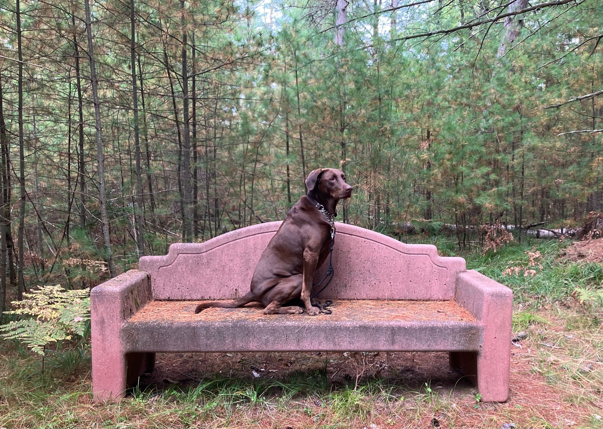 My dog Oscar on a concrete bench in the woods