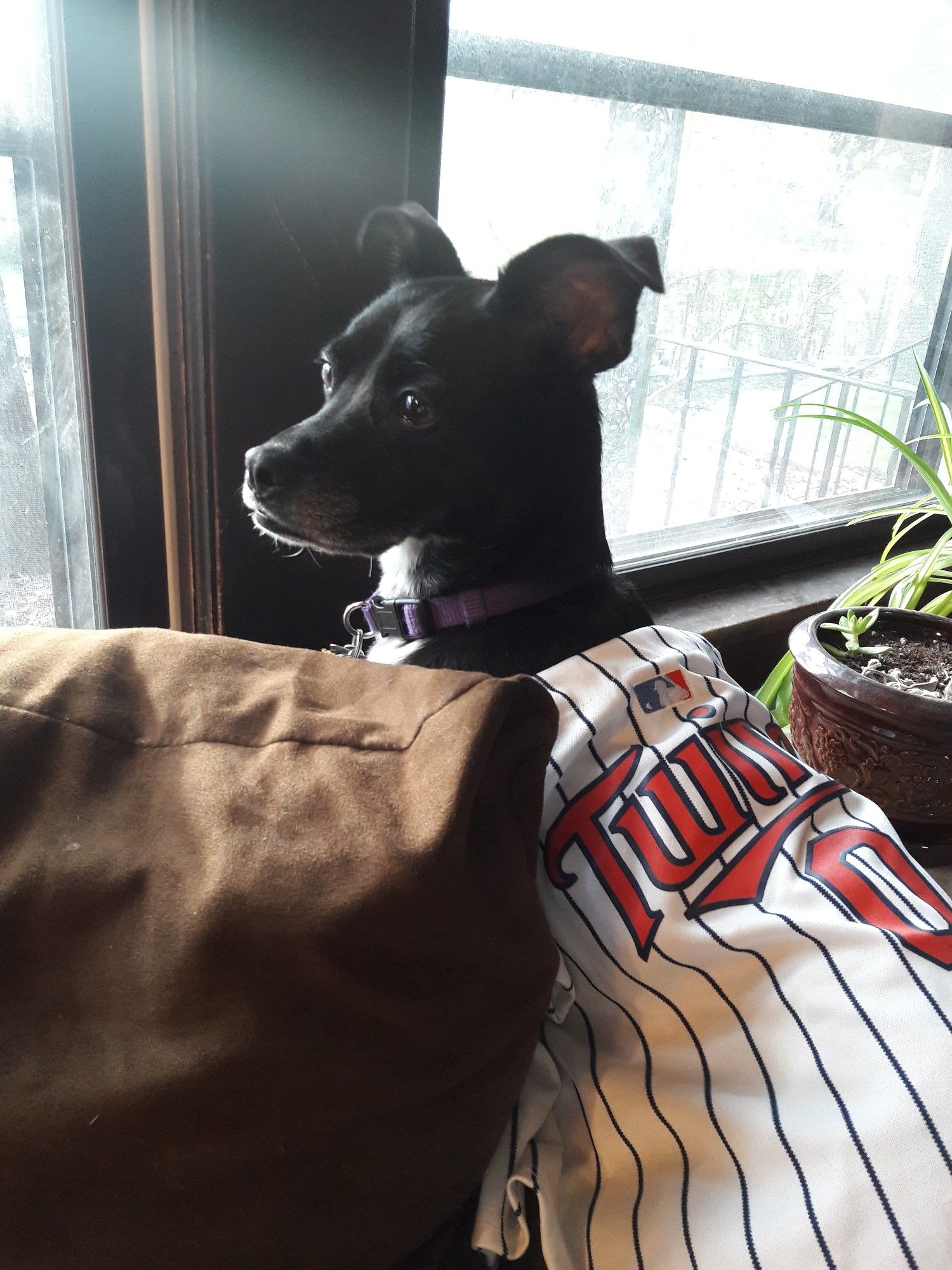 A good dog wearing her Twins jersey, sitting at a window protecting the house