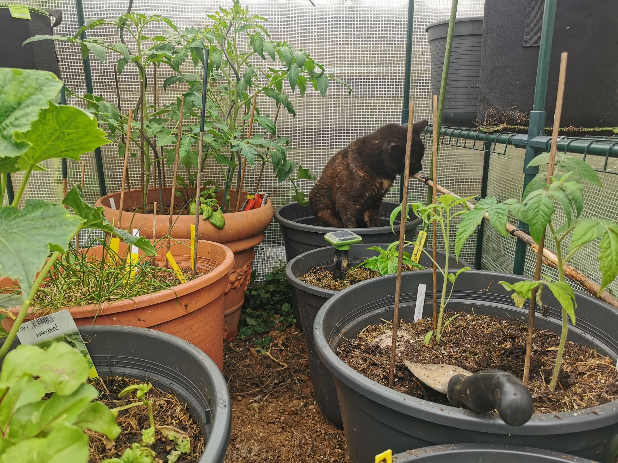 Lauter Töpfe mit Tomaten, Gurken und Chili Pflanzen und meine Katze, die einen eigenen Topf für sich hat.