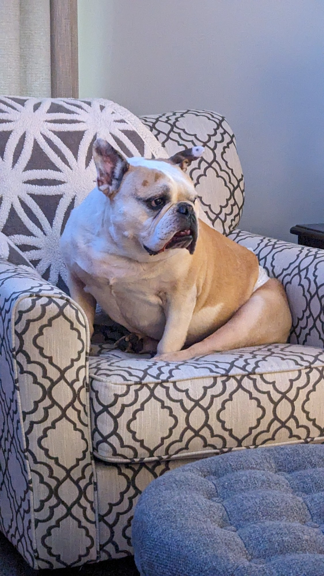 Chonky bulldog sitting in a chair.