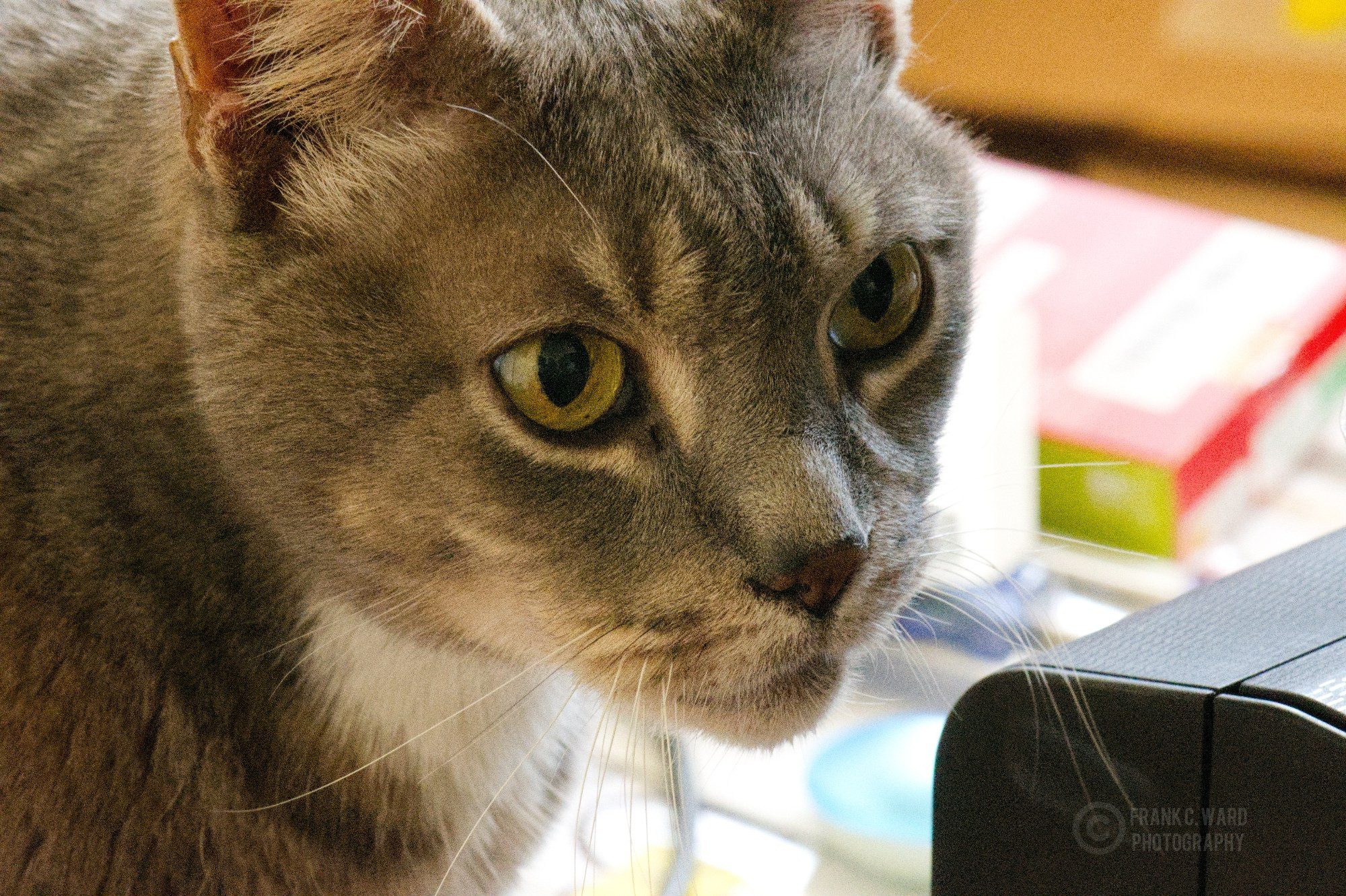 The face of a gray tabby cat looking at something to the right of the camera.  
