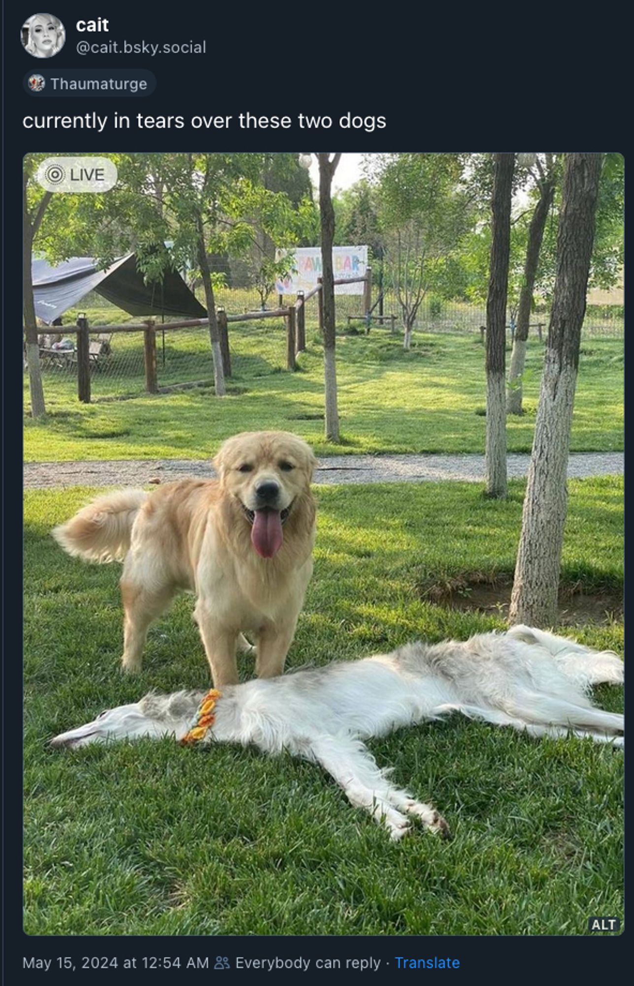 Imagem de uma postagem do bluesky, a autora diz "que está chorando com esses dois cachorros" e publica a foto de um golden retriever e um cachorro bem magrinho deitado na grama