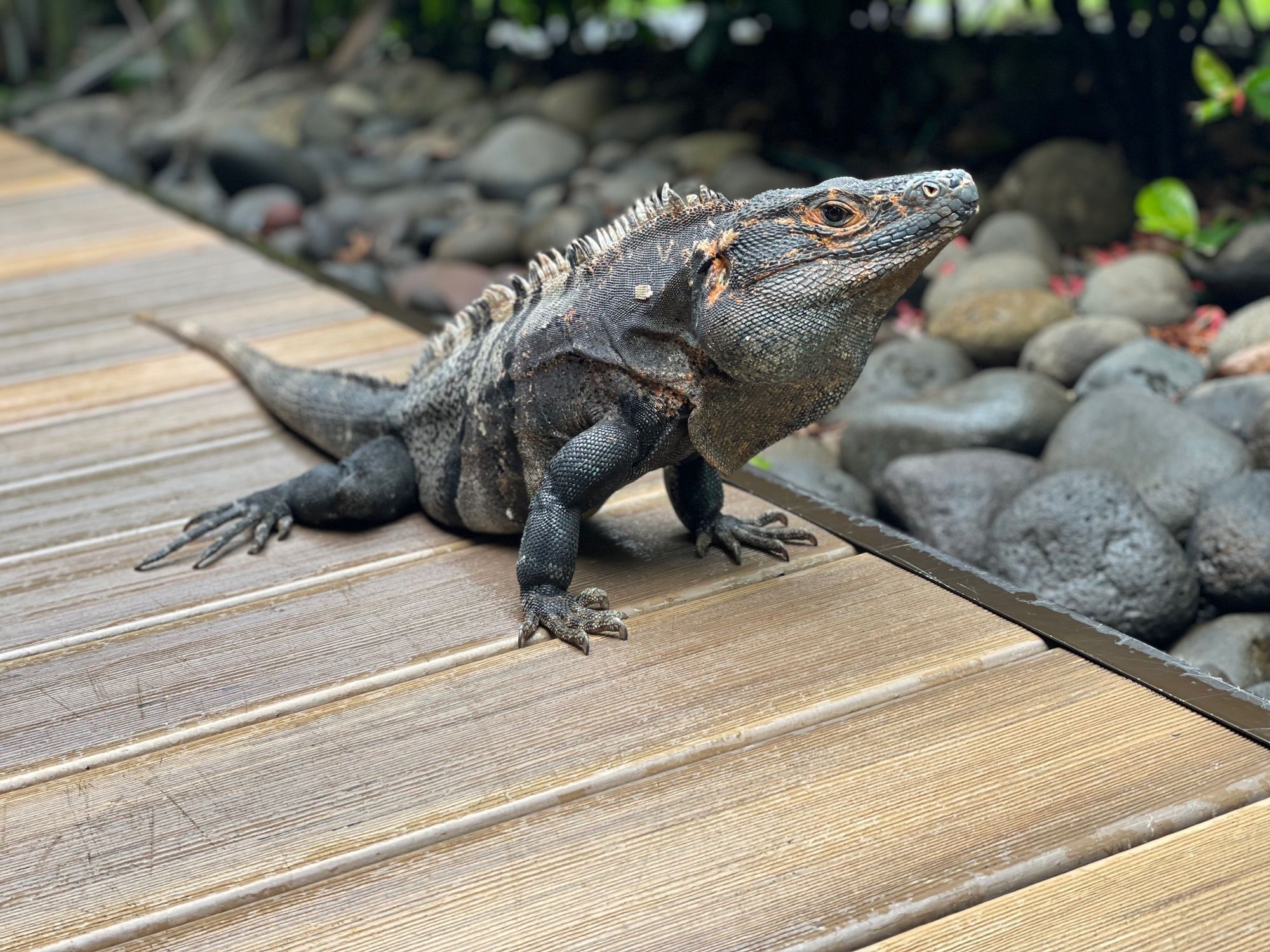 An iguana. Close-up. It's laying on a wooden deck with its legs propping its head up. It was begging for French fries