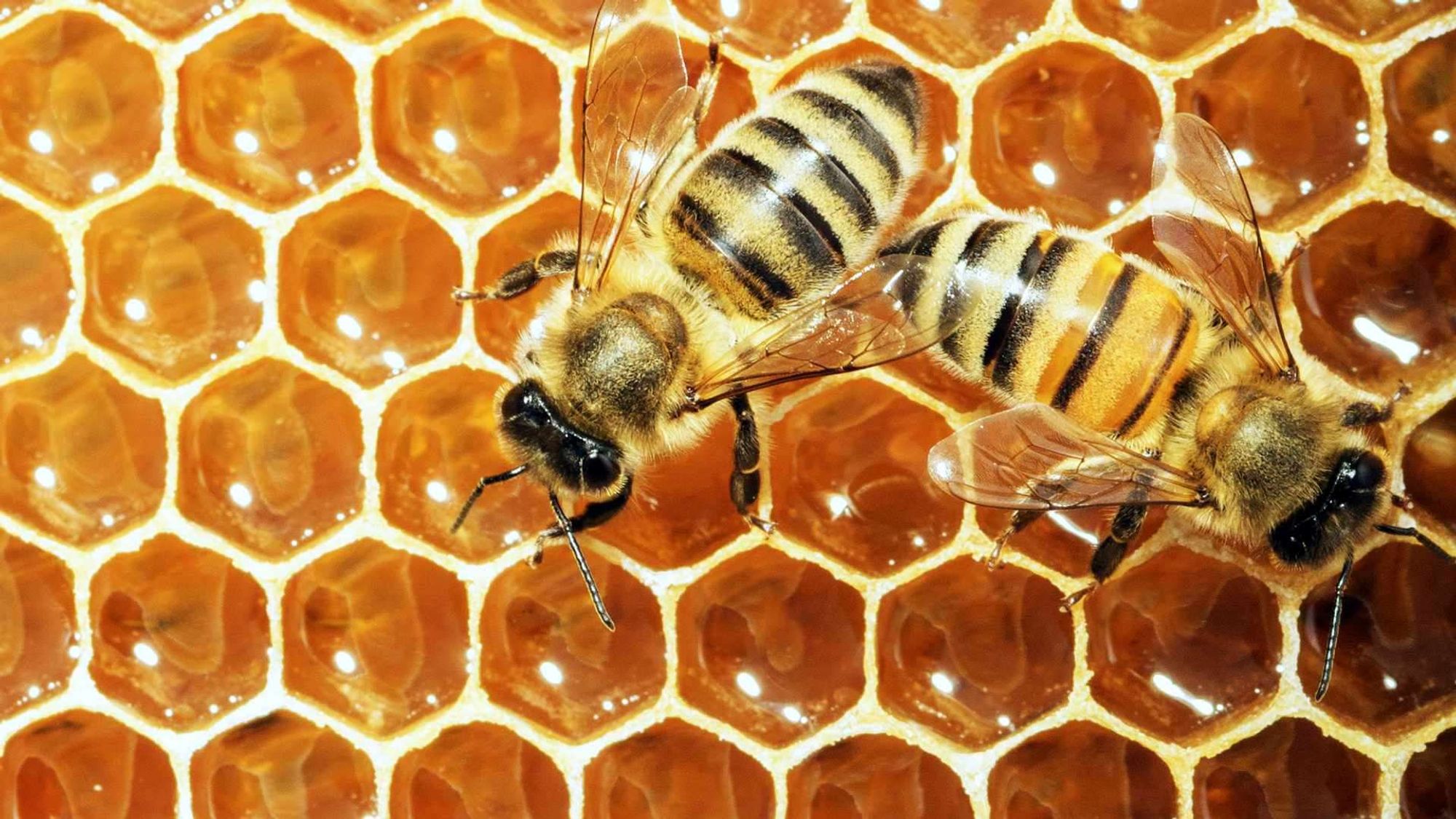 Two bees on a honeycomb. The honeycomb consists of numerous hexagonal cells, some filled with honey, giving it a golden hue. The bees have yellow and black stripes and translucent wings, with fine hairs visible on their bodies. This close-up view captures the bees in their natural environment, engaging in the process of making honey. It’s a fascinating glimpse into the world of bees and their intricate work in the hive. 🐝🍯