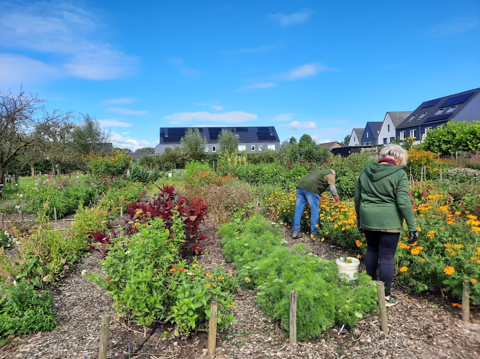 Zomerbloementuin