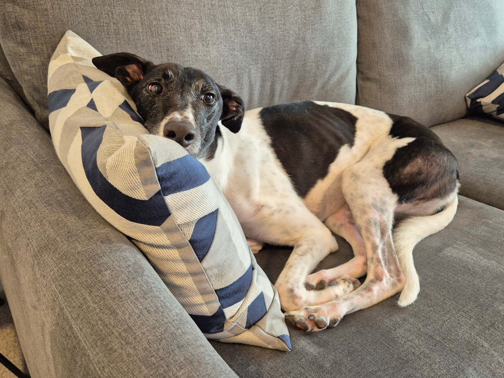 A greyhound with black and white fur, curled up on a grey sofa, and resting her head on a grey and navy coloured cushion. 