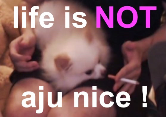 Pomeranian dog sitting on somebody’s lap as they hold a fake cigarette to its mouth, paired with bold lettering “life is NOT aju nice!”