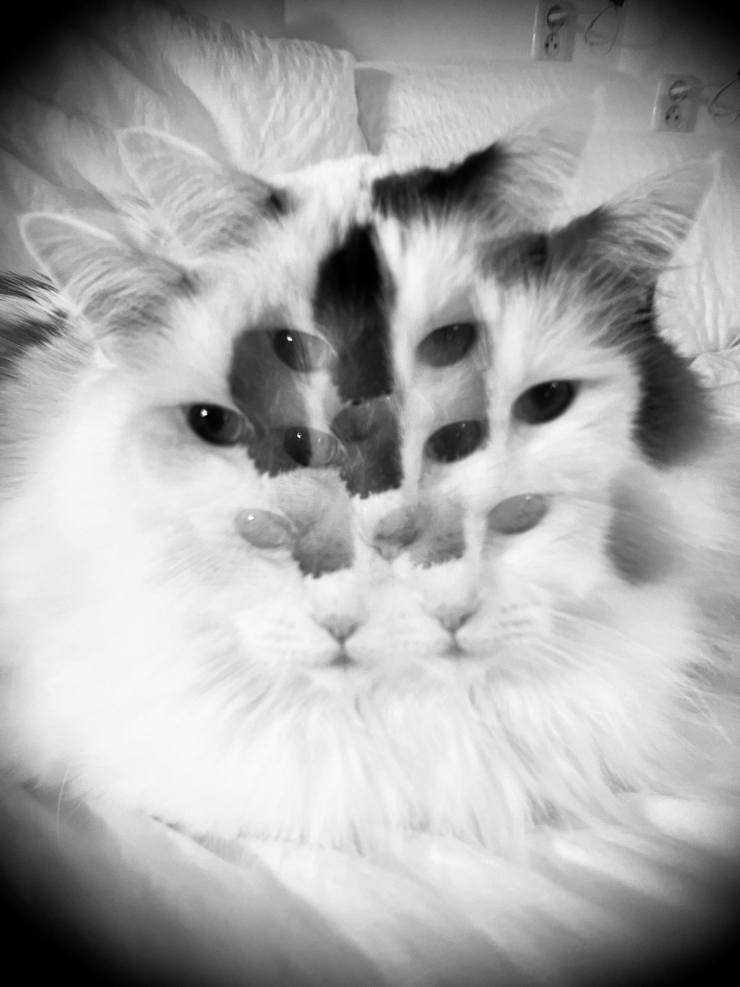 A black and white kaleidoscope photo of our ragdoll cat that makes her look like she has 10 eyes.