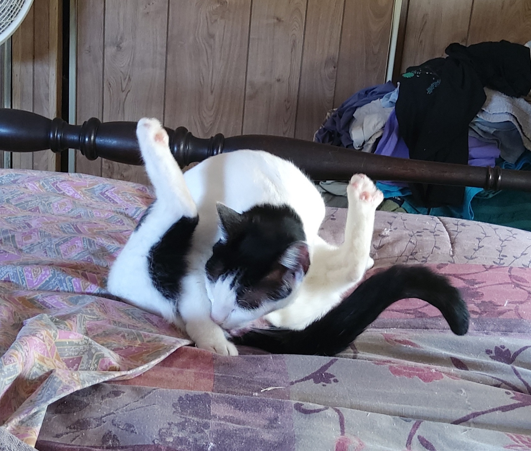 Black and white cat folded in half with back legs straight up on either side of her head. 