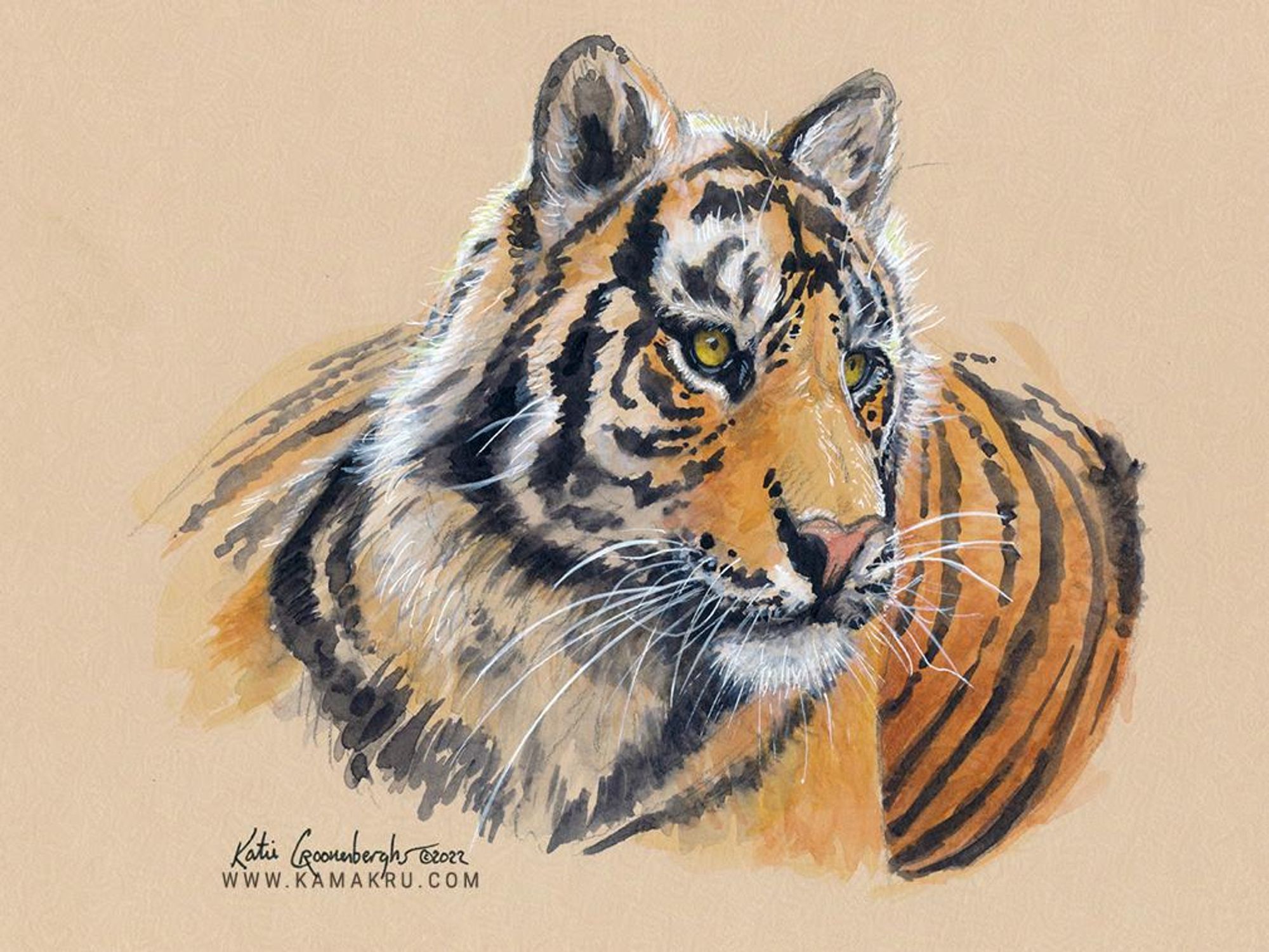 Gouache study of a tiger painted on tan paper. The tiger is looking to the right as it lays down. Artist signature reads Katie Croonenberghs and text www.kamakru.com