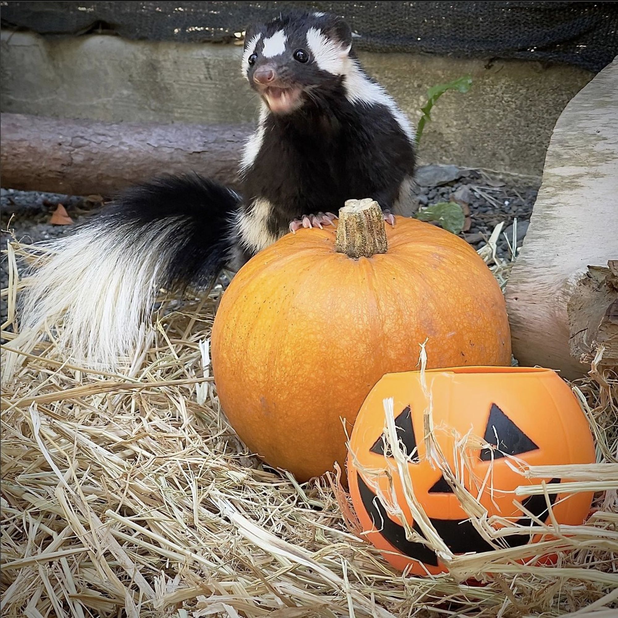 Skunky and a pumpkin.