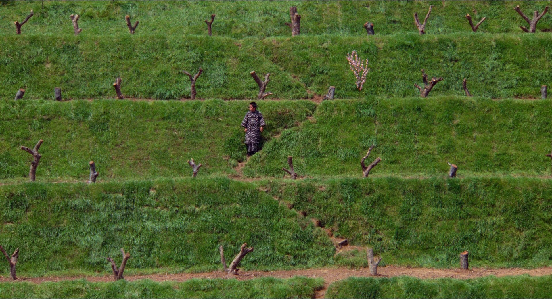 Angular, geometric composition of a child amidst tree trunks on a hill