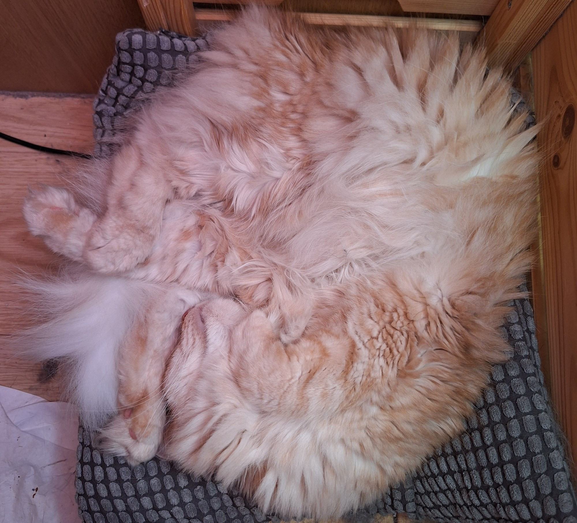 Fluffy ginger cat curled up in a ball