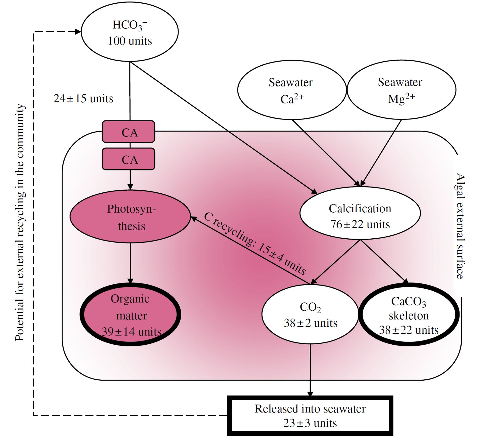 A conceptual summary of the photosynthesis and calcification carbon transport pathways