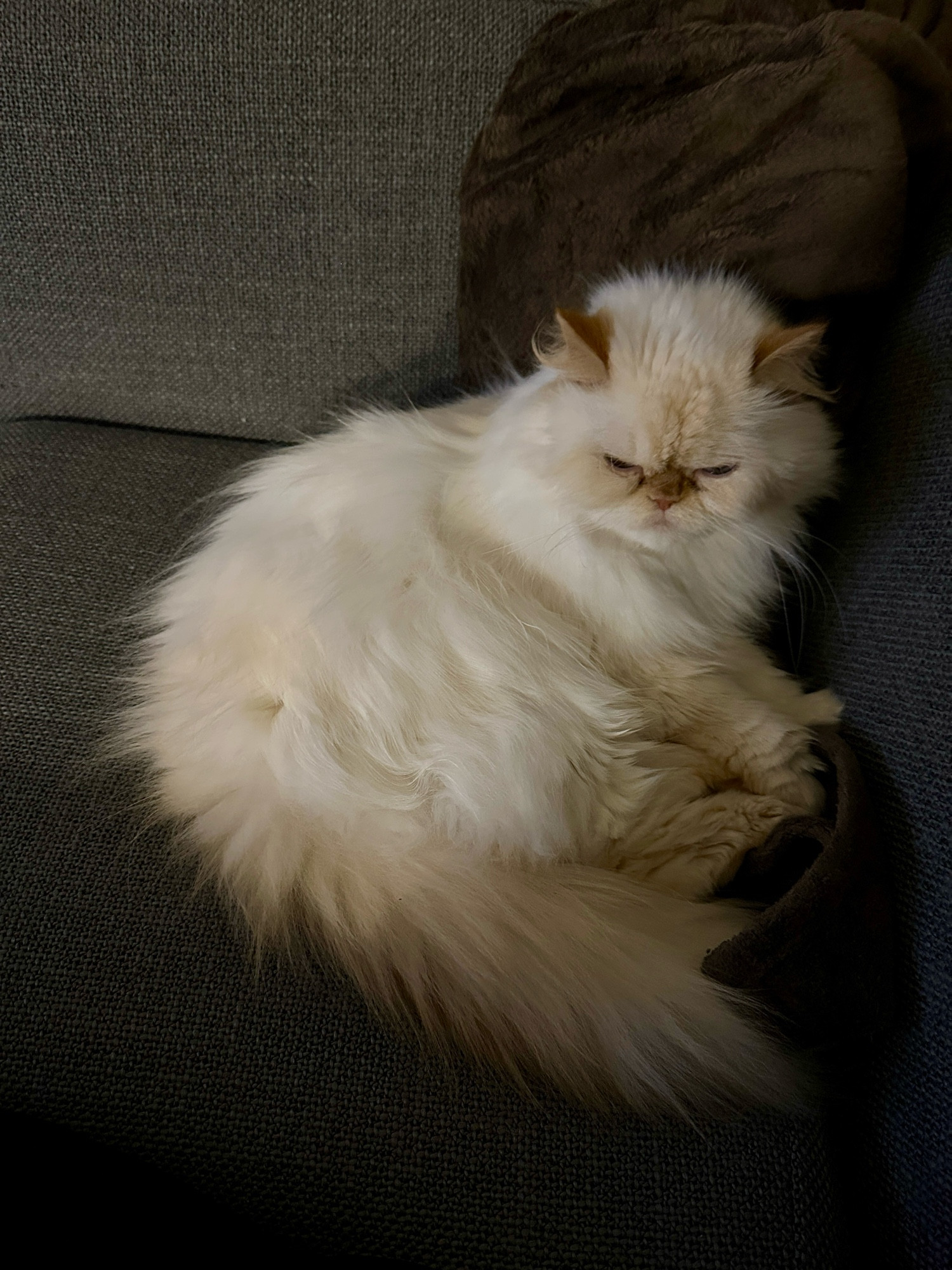 A white and orange fluffy Himalayan cat, sitting semi upright propped against a cushion, looking super pleased with herself. 