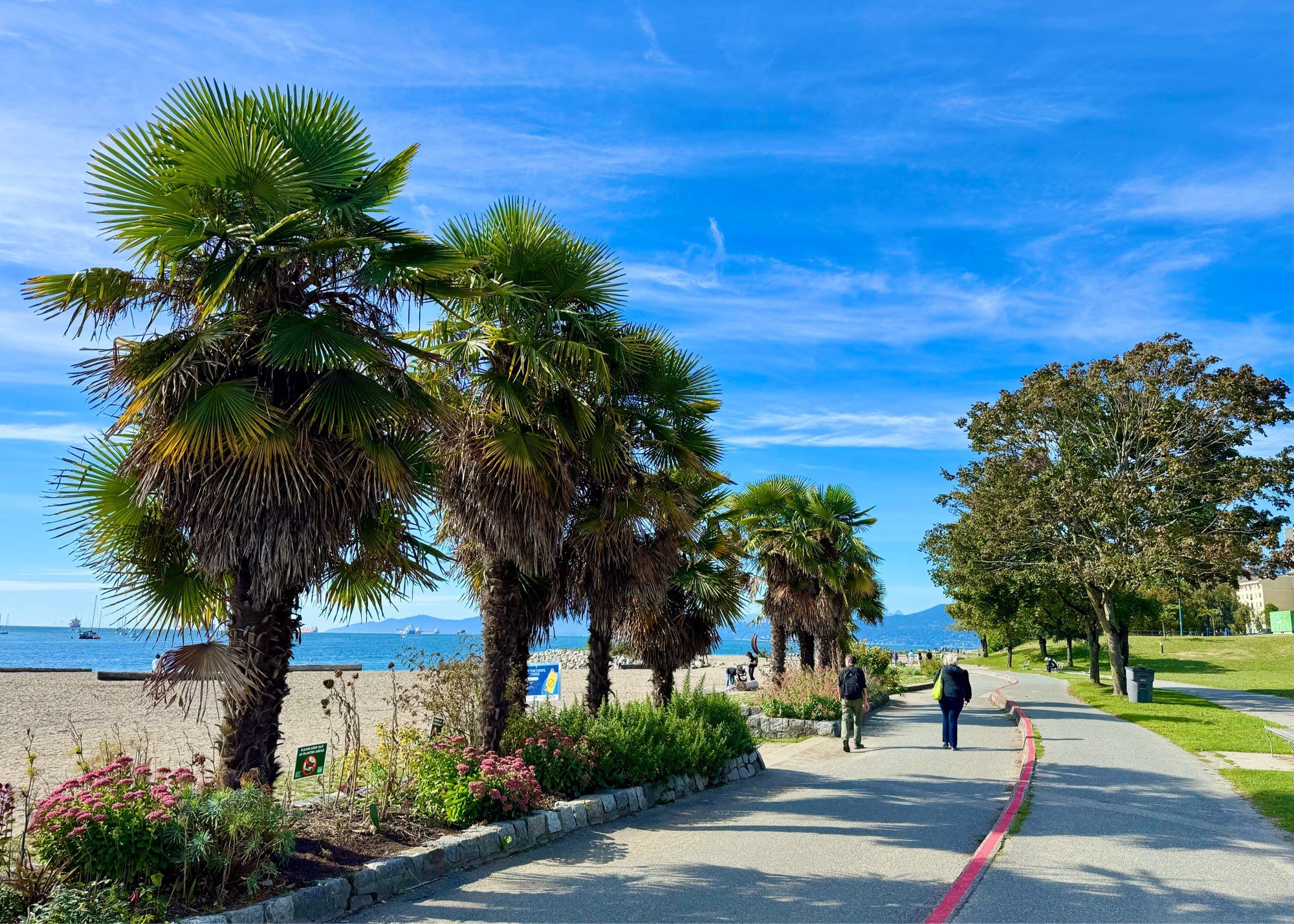 Palm trees line the Vancouver seawall at Sunset Beach