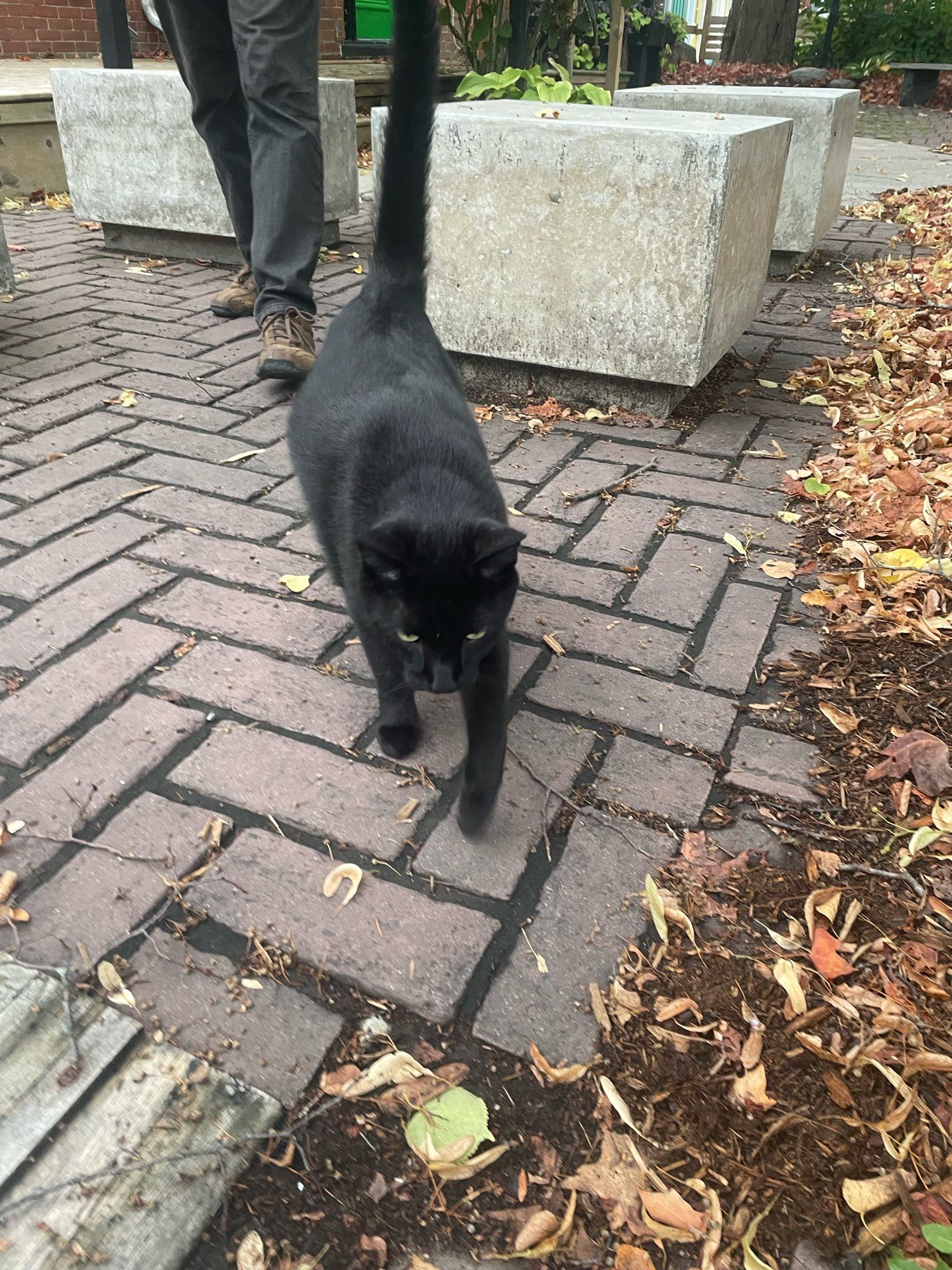 The black cat is coming toward you to say “Hello!”