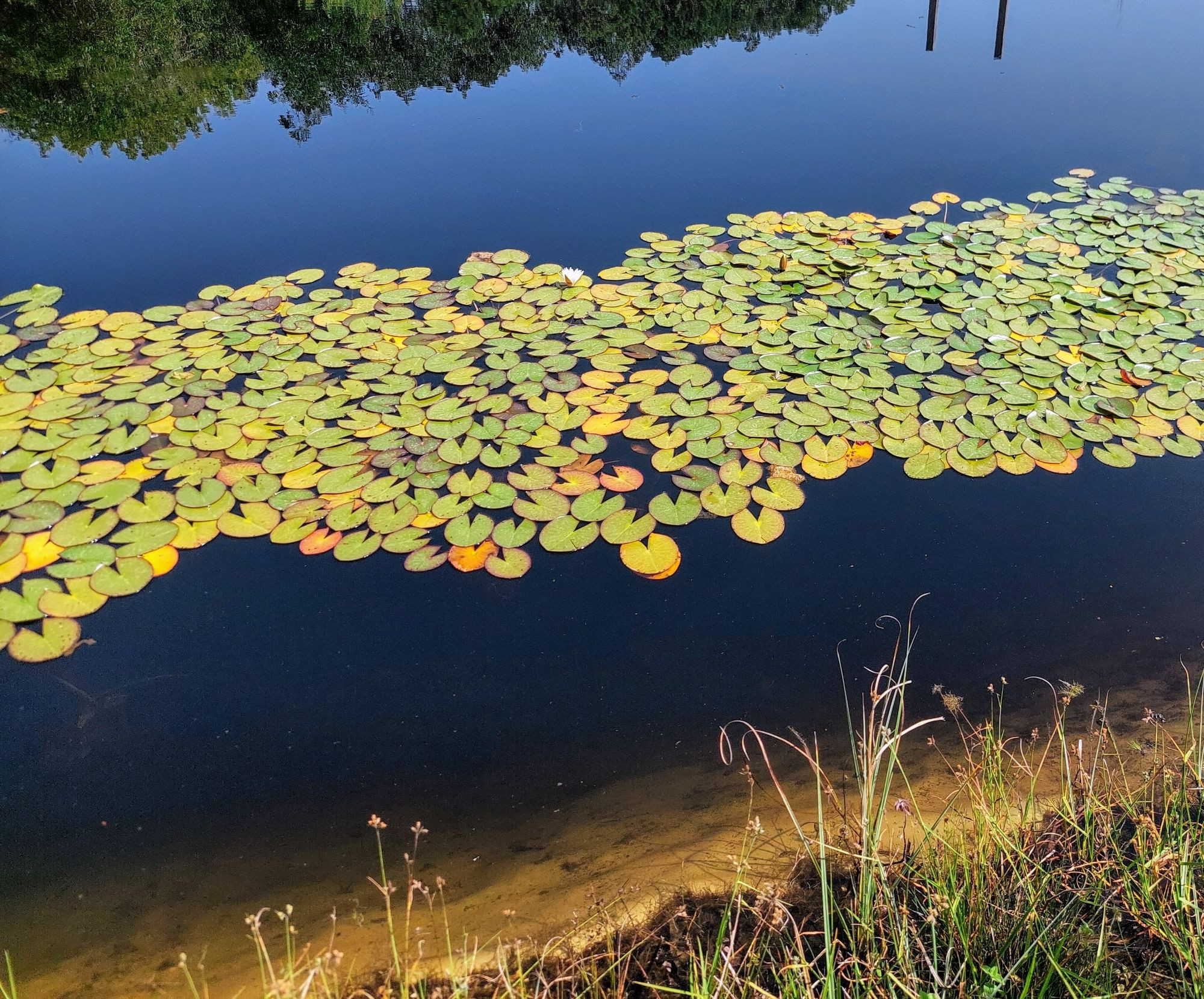 Viele Seerosenbläyter auf einem See, auf einigen sitzen kleine Kröten