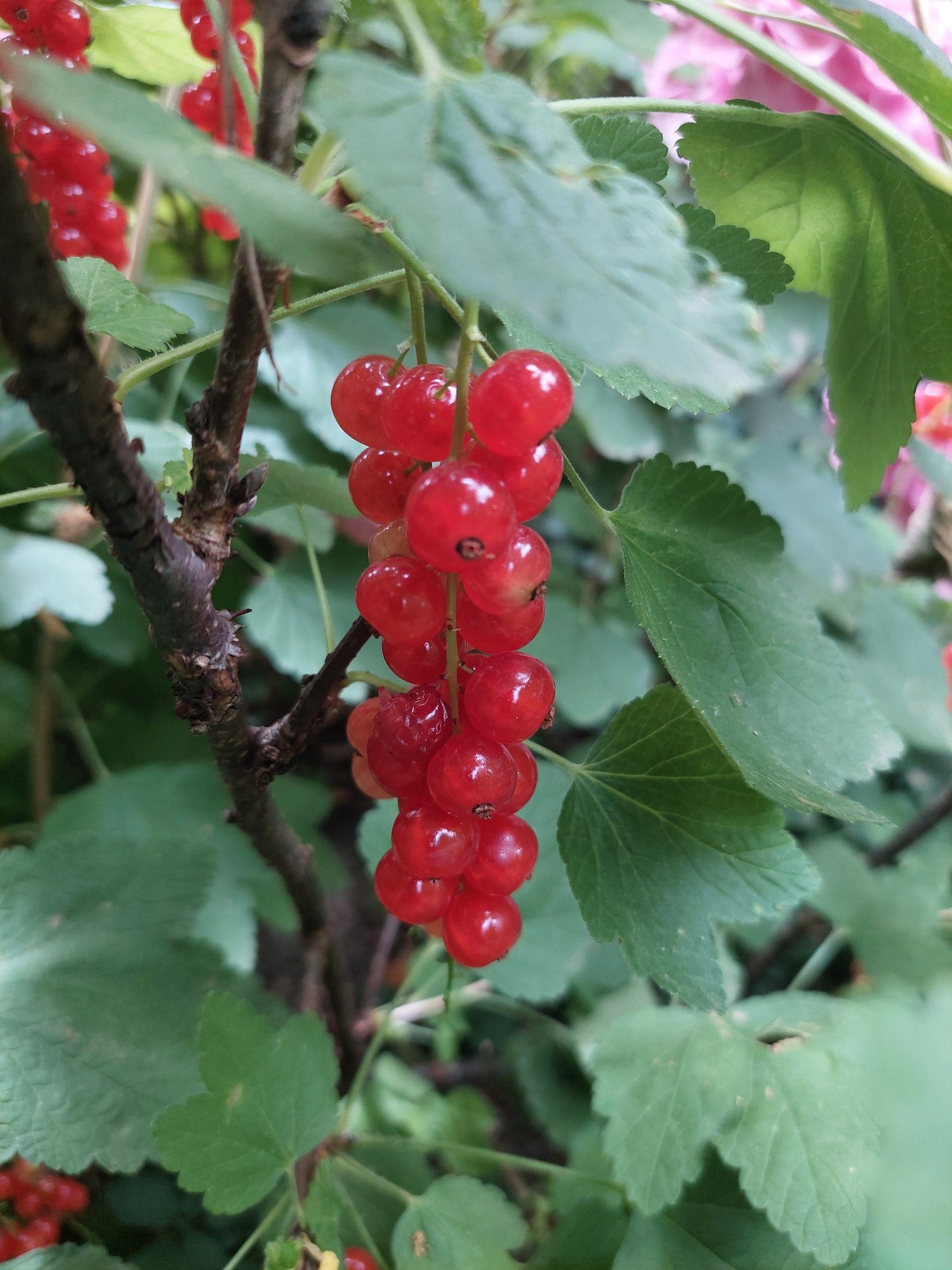 Eine Rispe Rote Johannisbeeren an einem Strauch