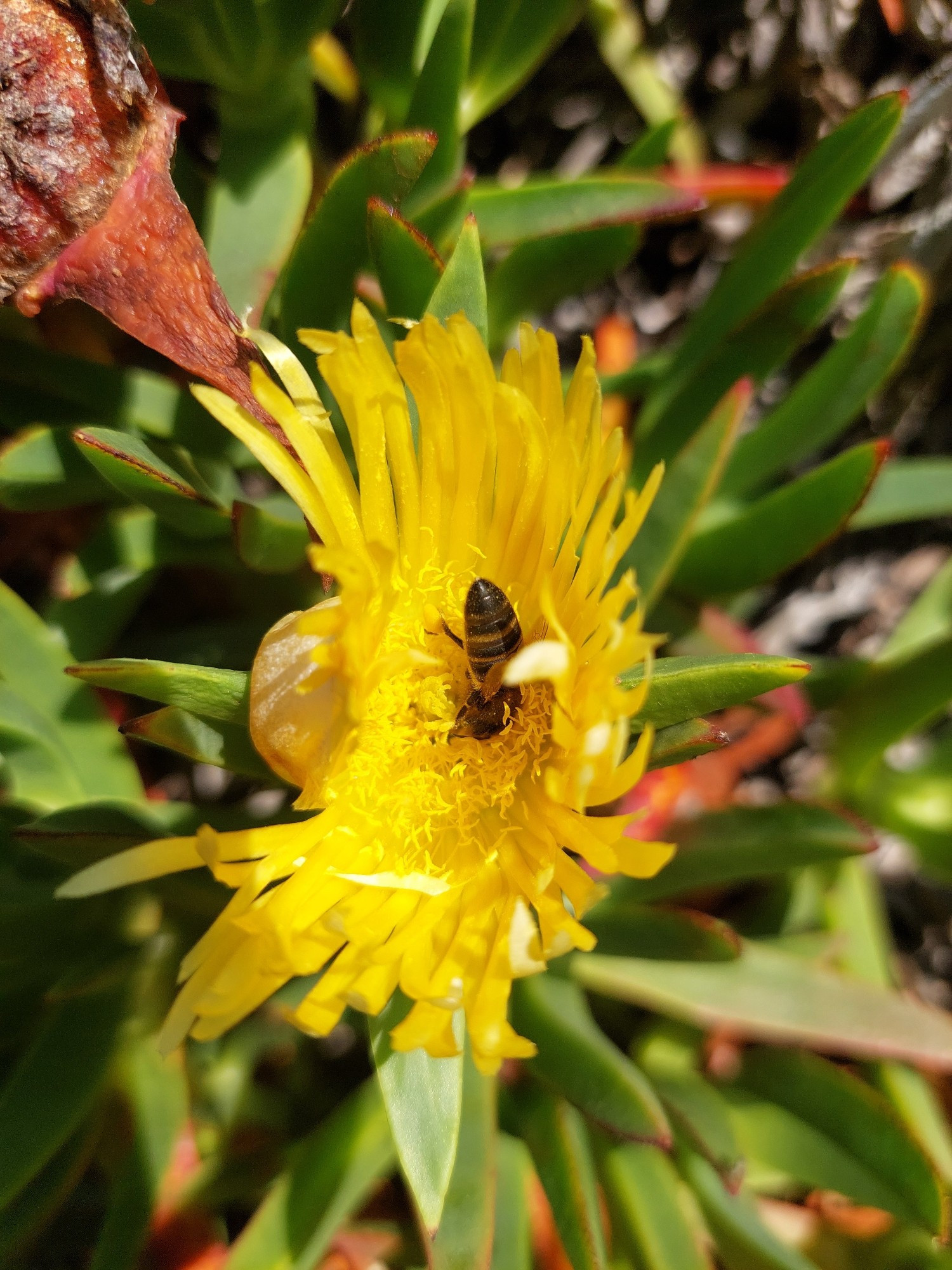 Eine gelbe Mittagsblume, in deren Mitte eine Biene nach Nektar sucht