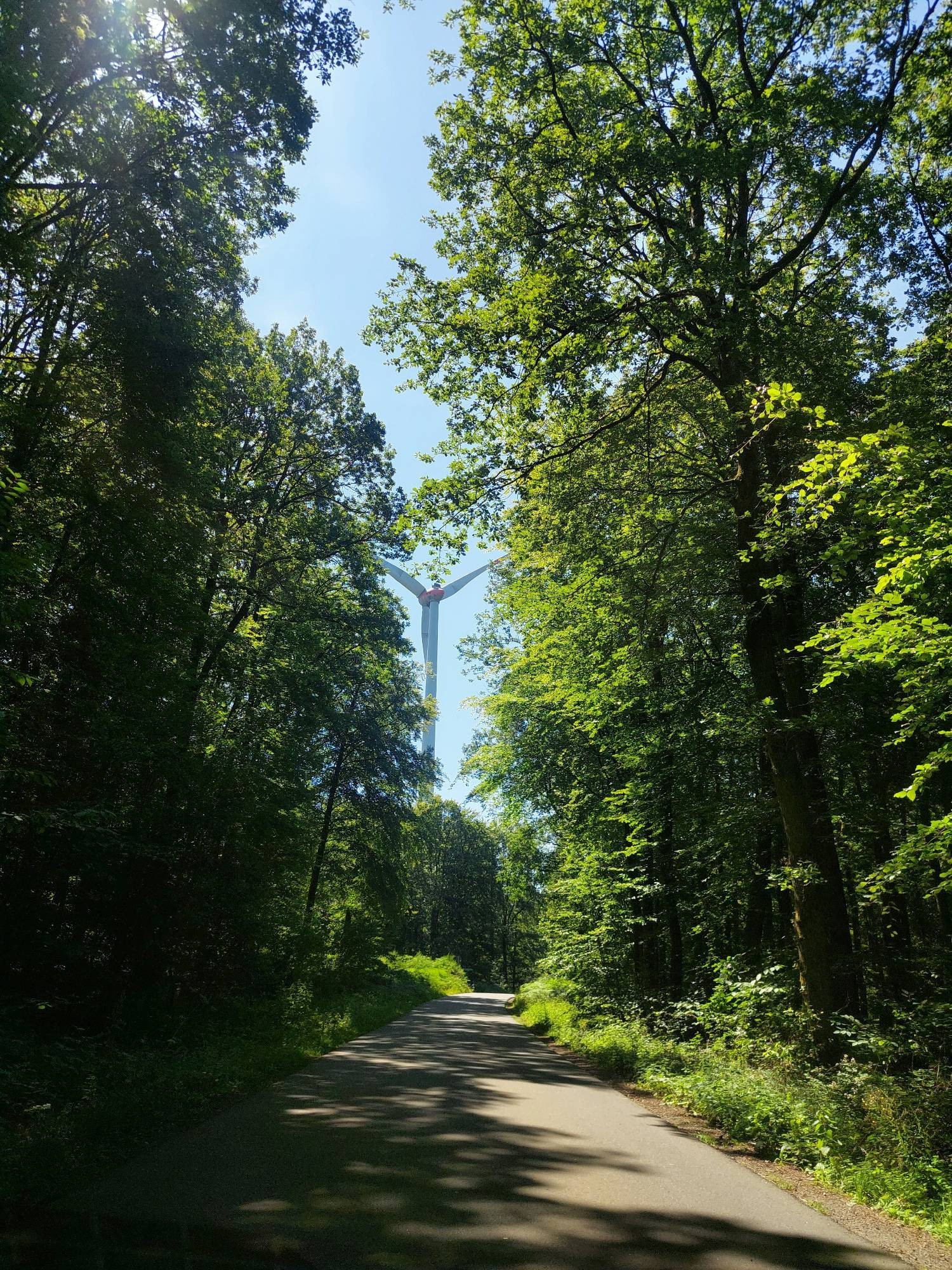 Straße mit Bäumen links und rechts, in der Ferne sieht man ein Windrad zwischen den Bäumen