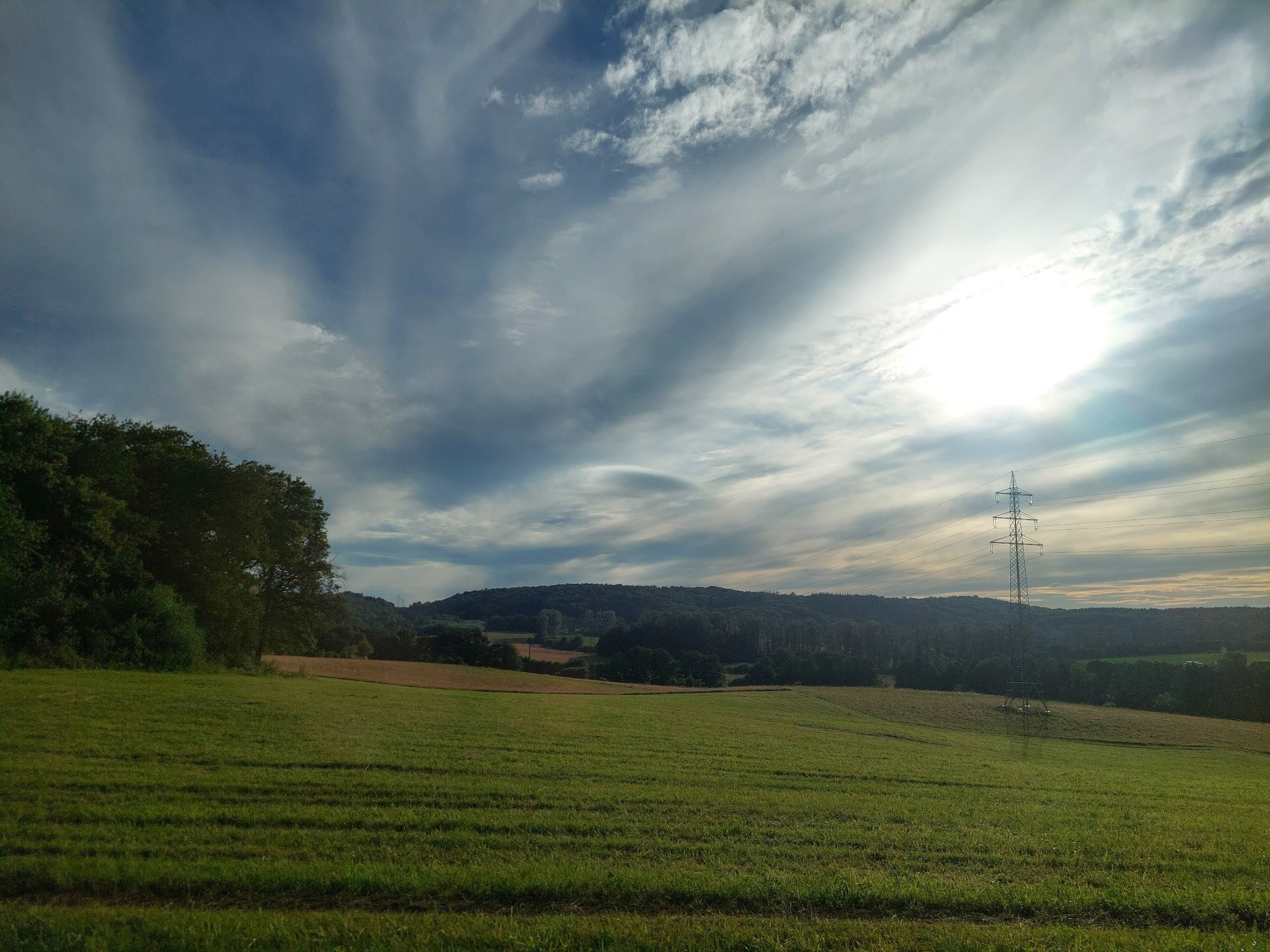 Grünes Feld, Bäume und ein Strommast im Hintergrund, bedeckter Himmel