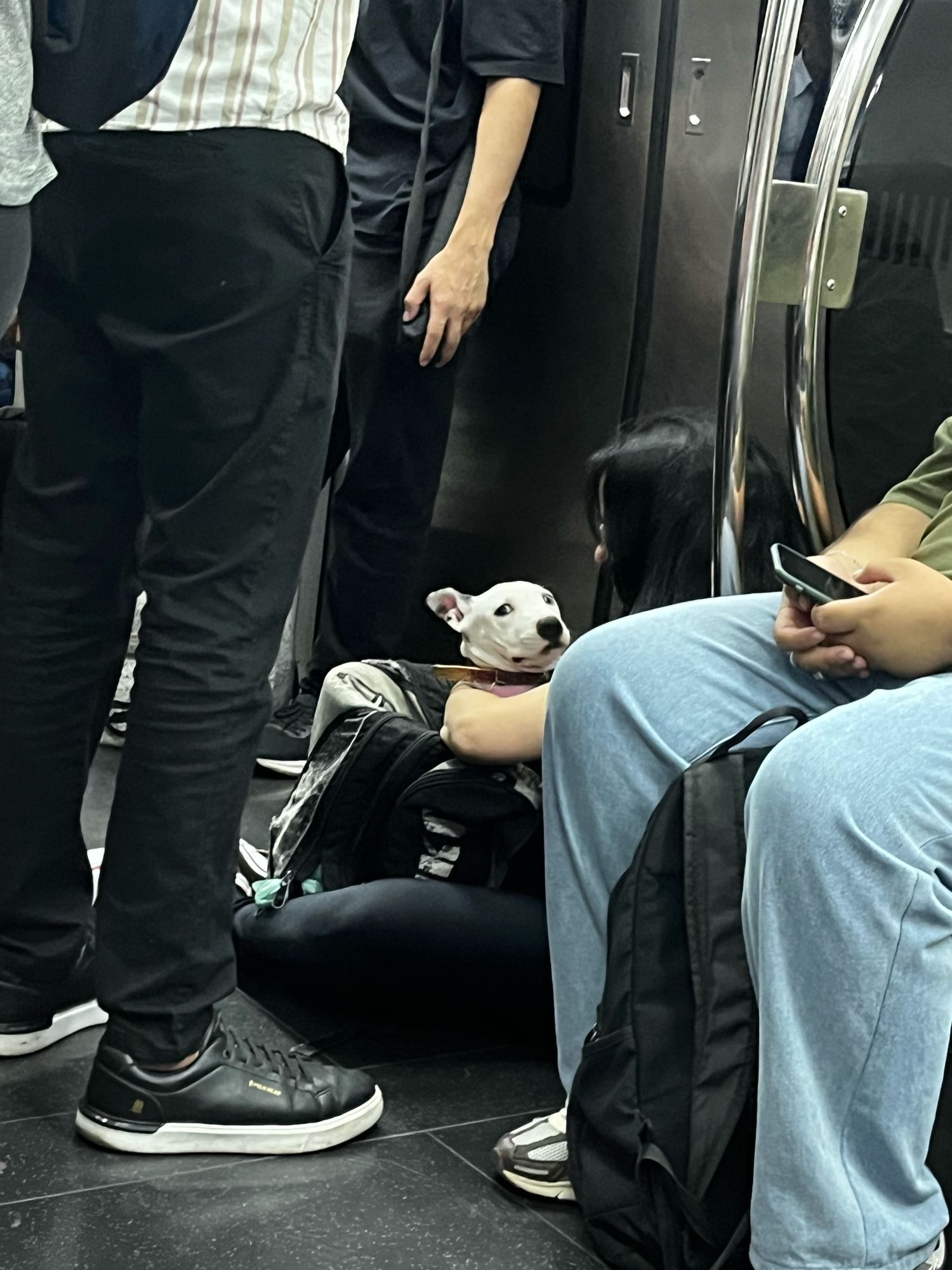 uma mulher de cabelo preto comprido está sentada no chão do metrô. seu rosto não está visível, mas em seus braços há uma caixa de transporte de animais, de onde está saindo a cabeça de um cachorro branco com as orelhas para trás e olhar assustado