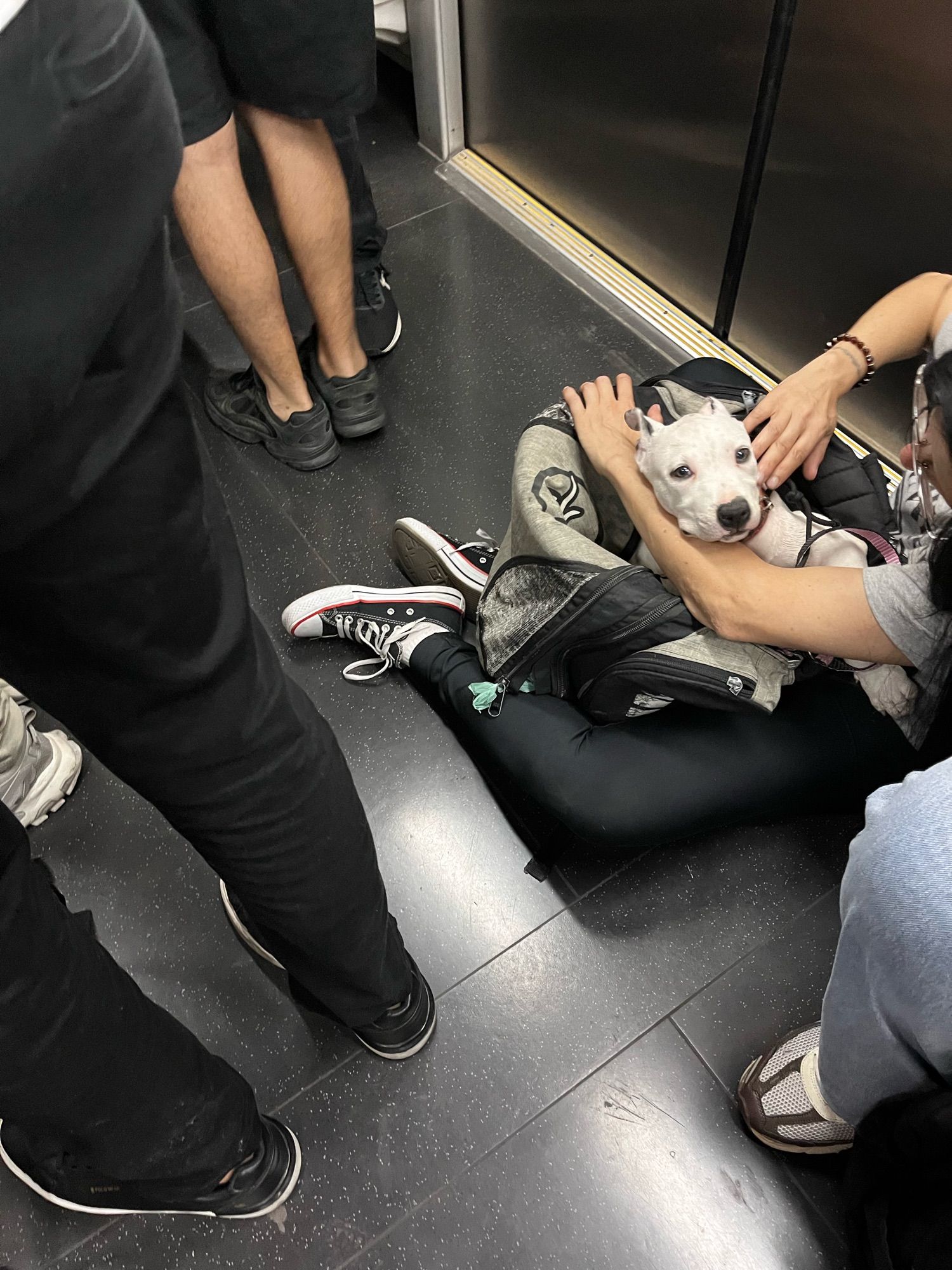 o cachorro branco com as orelhas para trás e olhar assustado dentro de sua caixinha, no colo da mulher sentada no metrô, agora visto mais de perto