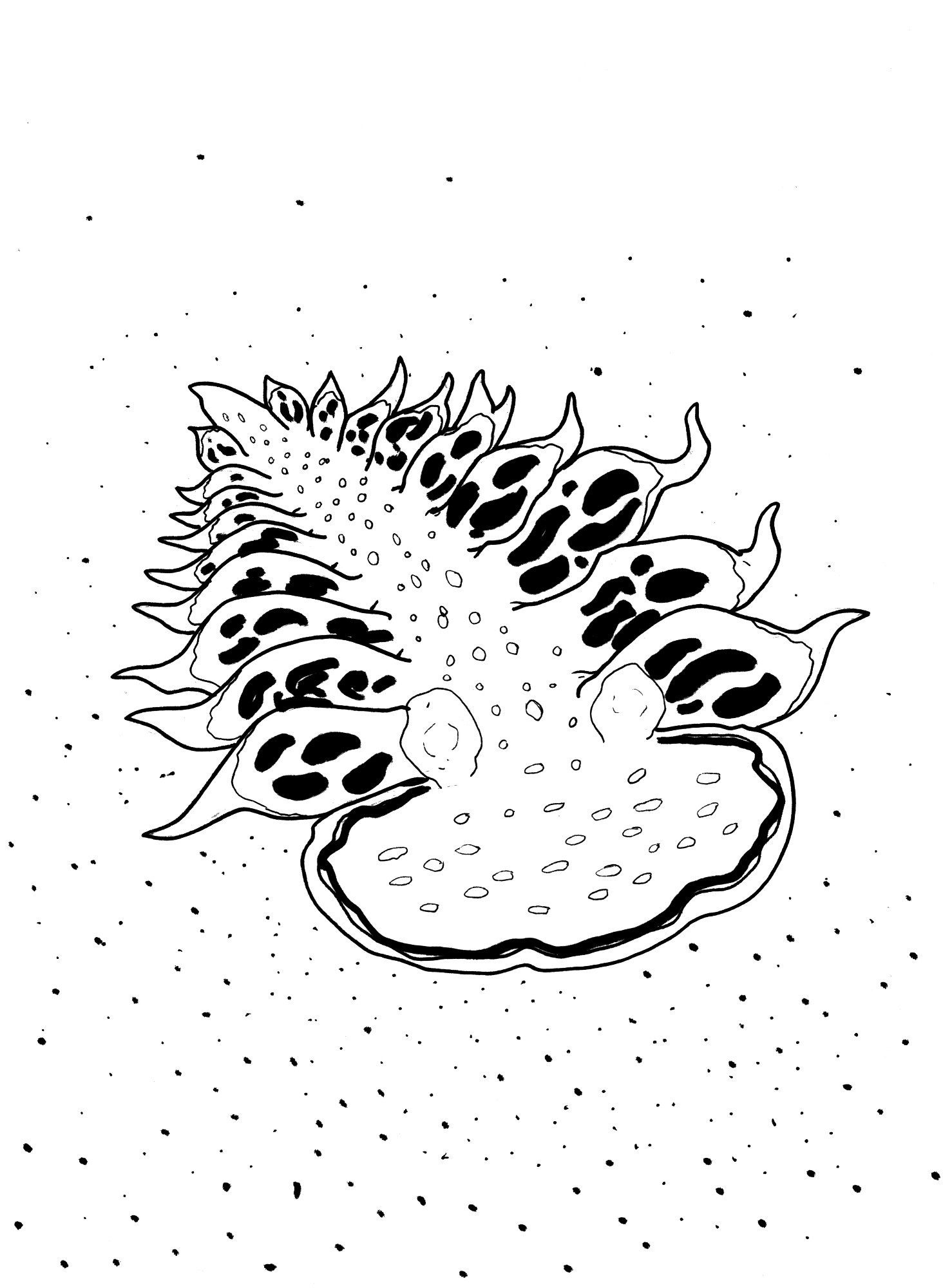 Pen drawing of the nudibranch, Tethys fimbriata, crawling around on a sandy bottom in the Mediterranean Sea.