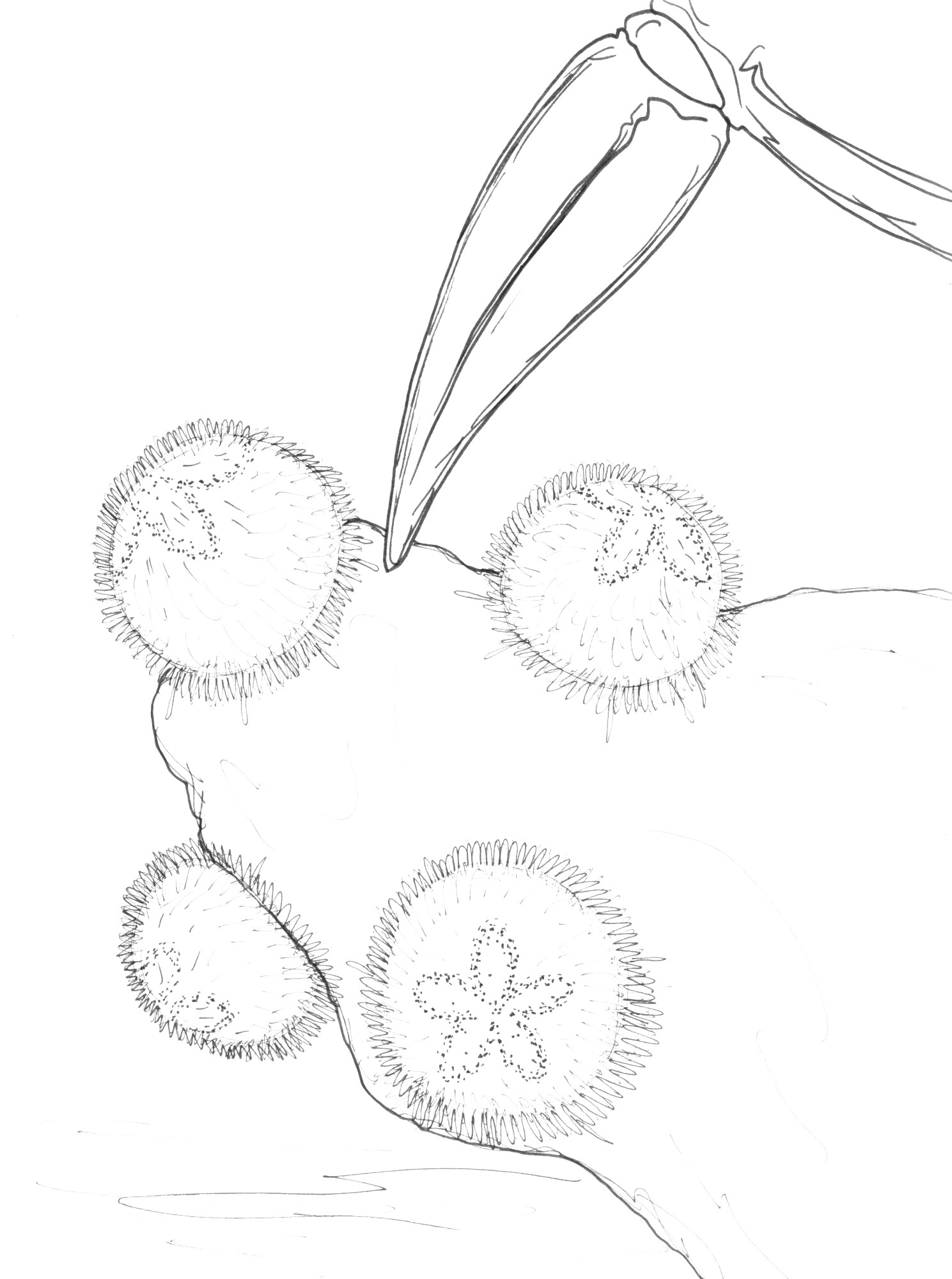 Restoration of the extinct sea urchin, Tridium kieri, from Eocene India.  A distal-most segment of a crab leg for size comparison