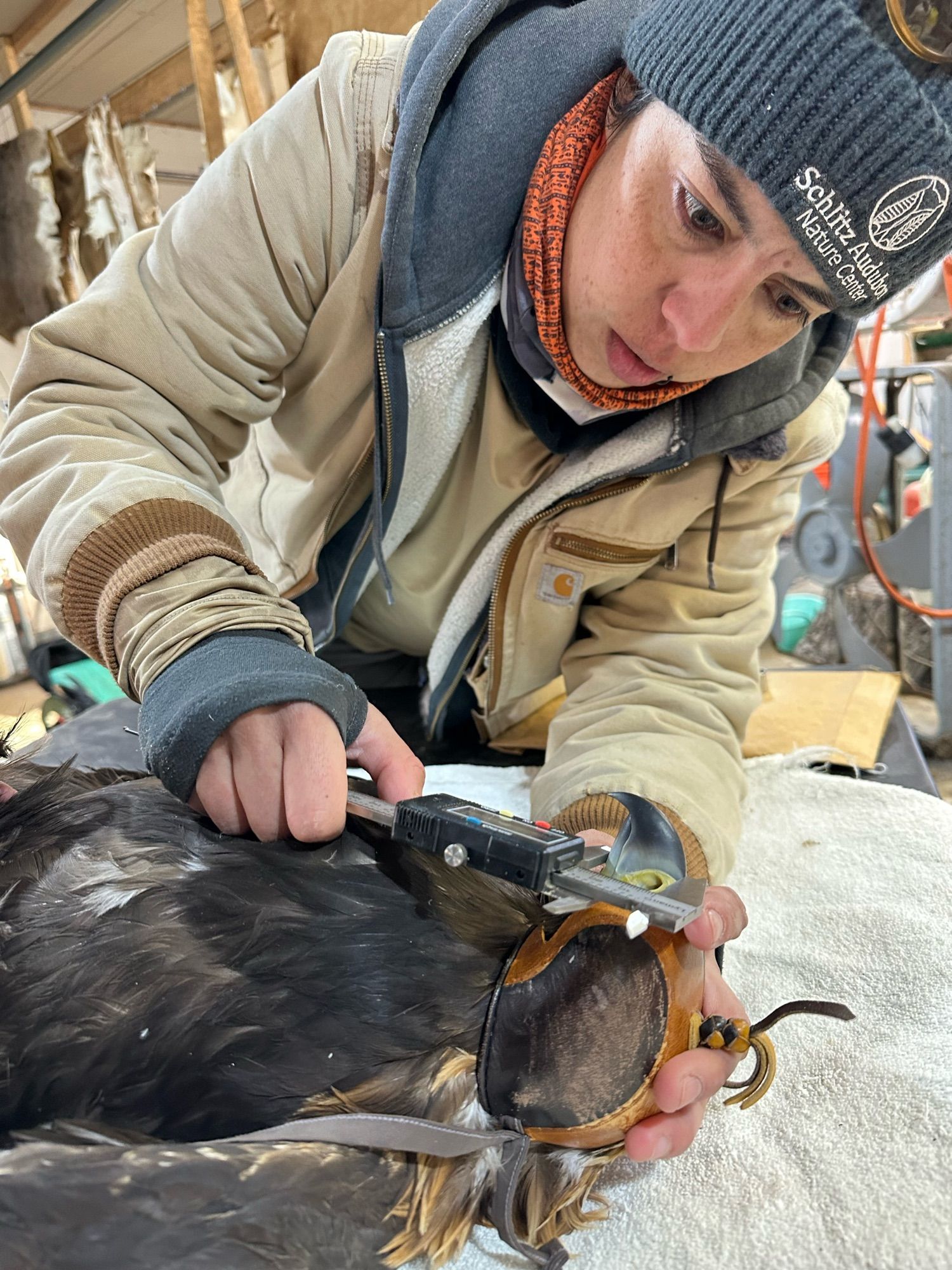 Photo of me measuring the eagle’s culmen depth