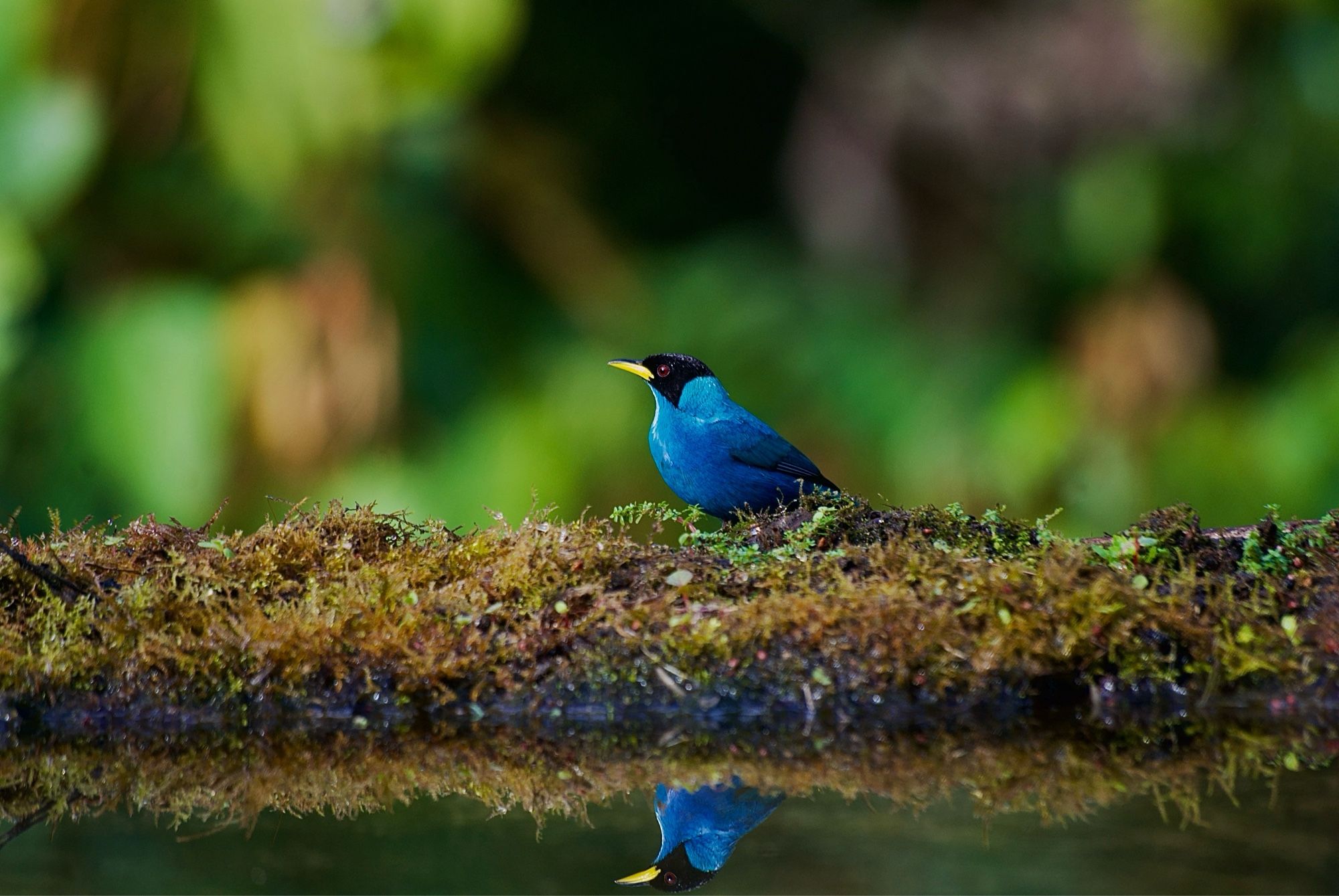 Green Honeycreeper on the edge of a water mirror