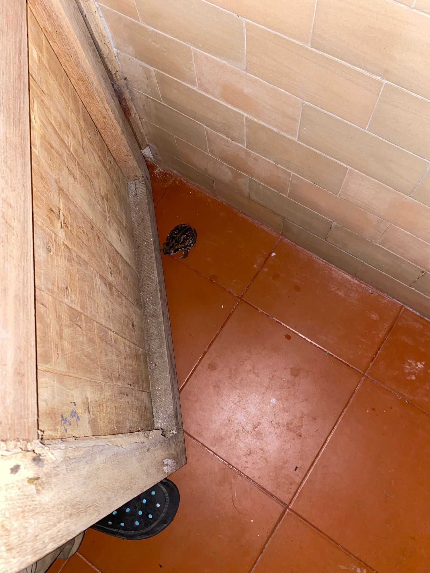 Photo of a toad in the bathroom floor