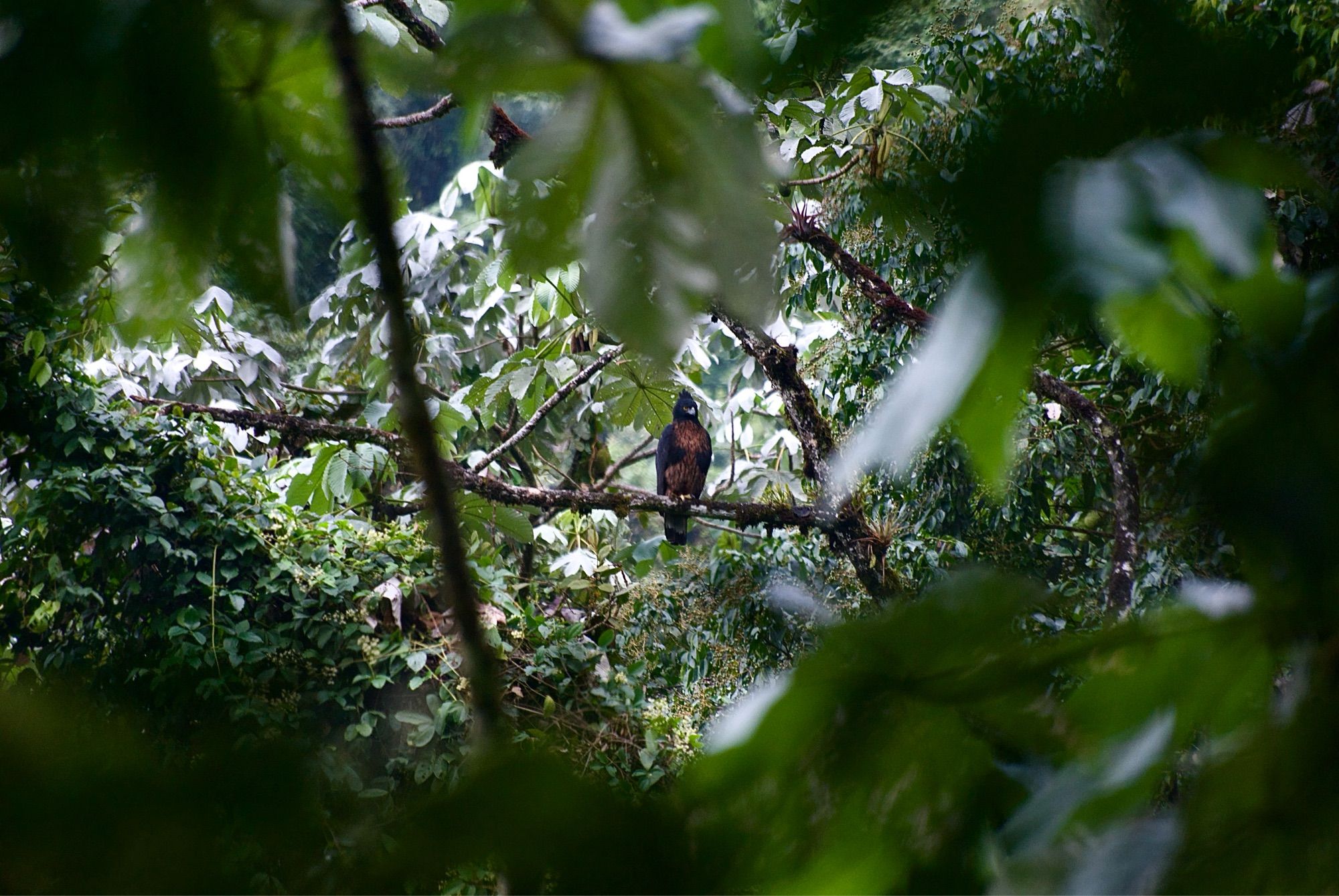 Photo of a Black-and-chestnut Eagle perched in a yarumo near the nest.