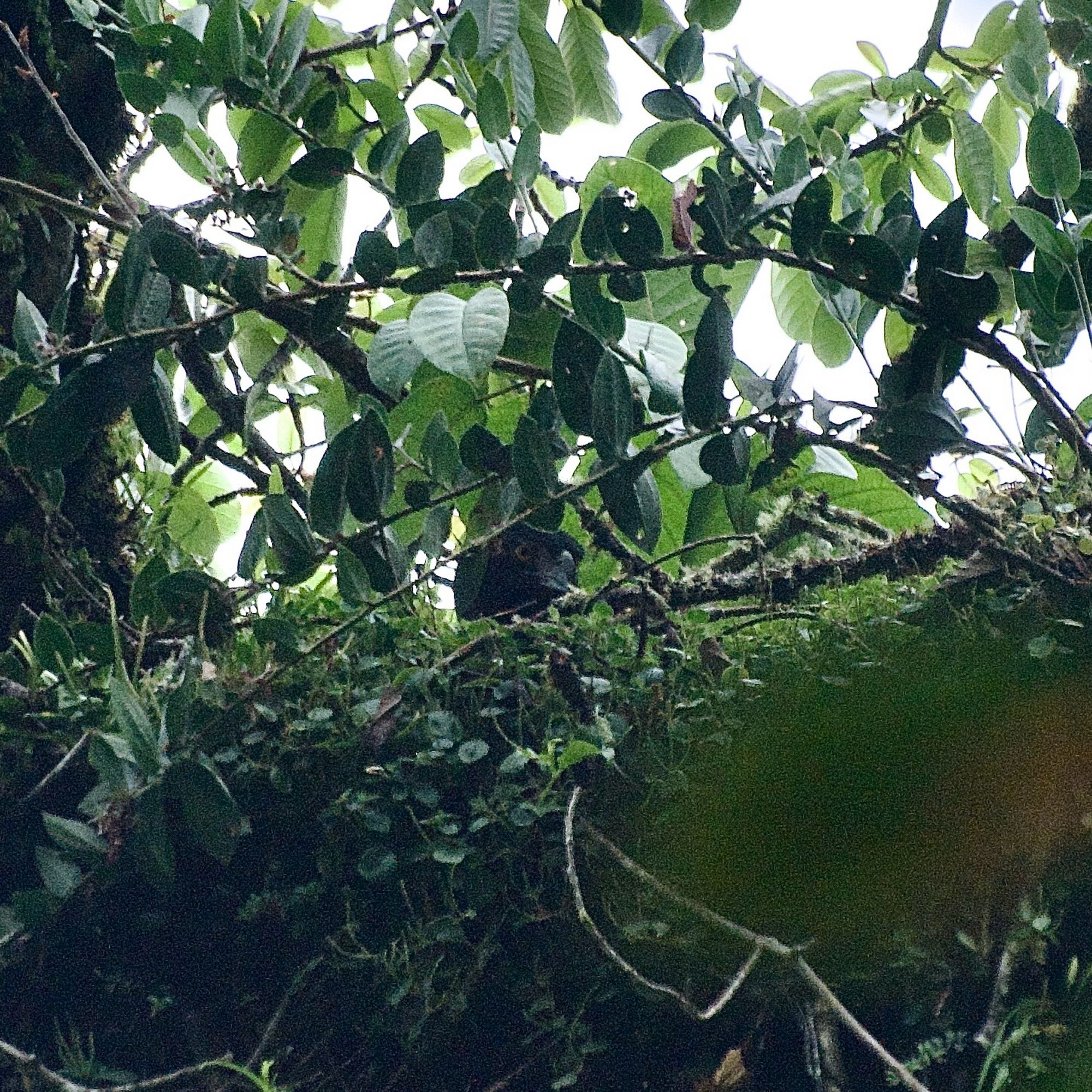 Photo of a female Black-and-chestnut Eagle in the nest, her head is only visible.