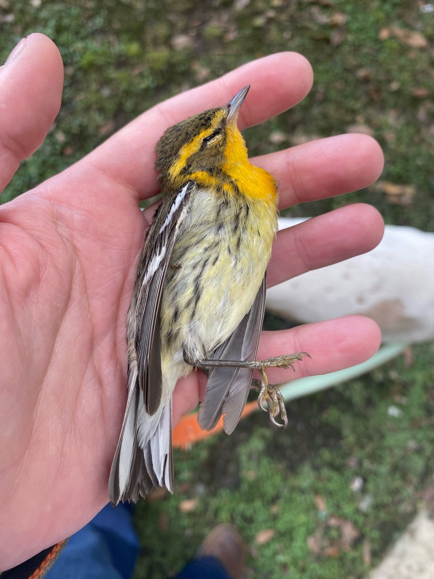 Photo if a dead Blackburnian Warbler, a small brown and yellowish passerine migratory bird