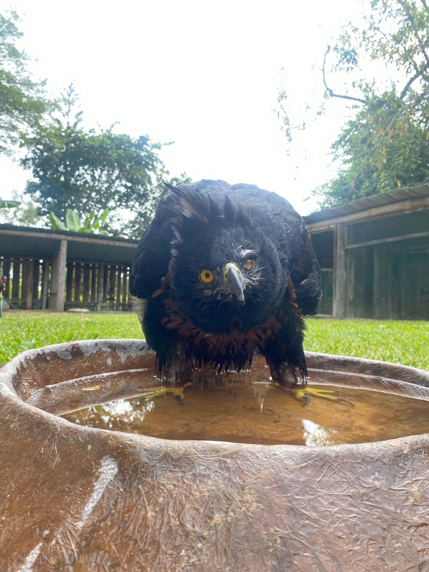 Photo of Morgan, a Black-and-chestnut Eagle, inside a shallow bath pan and looking directly at the camera