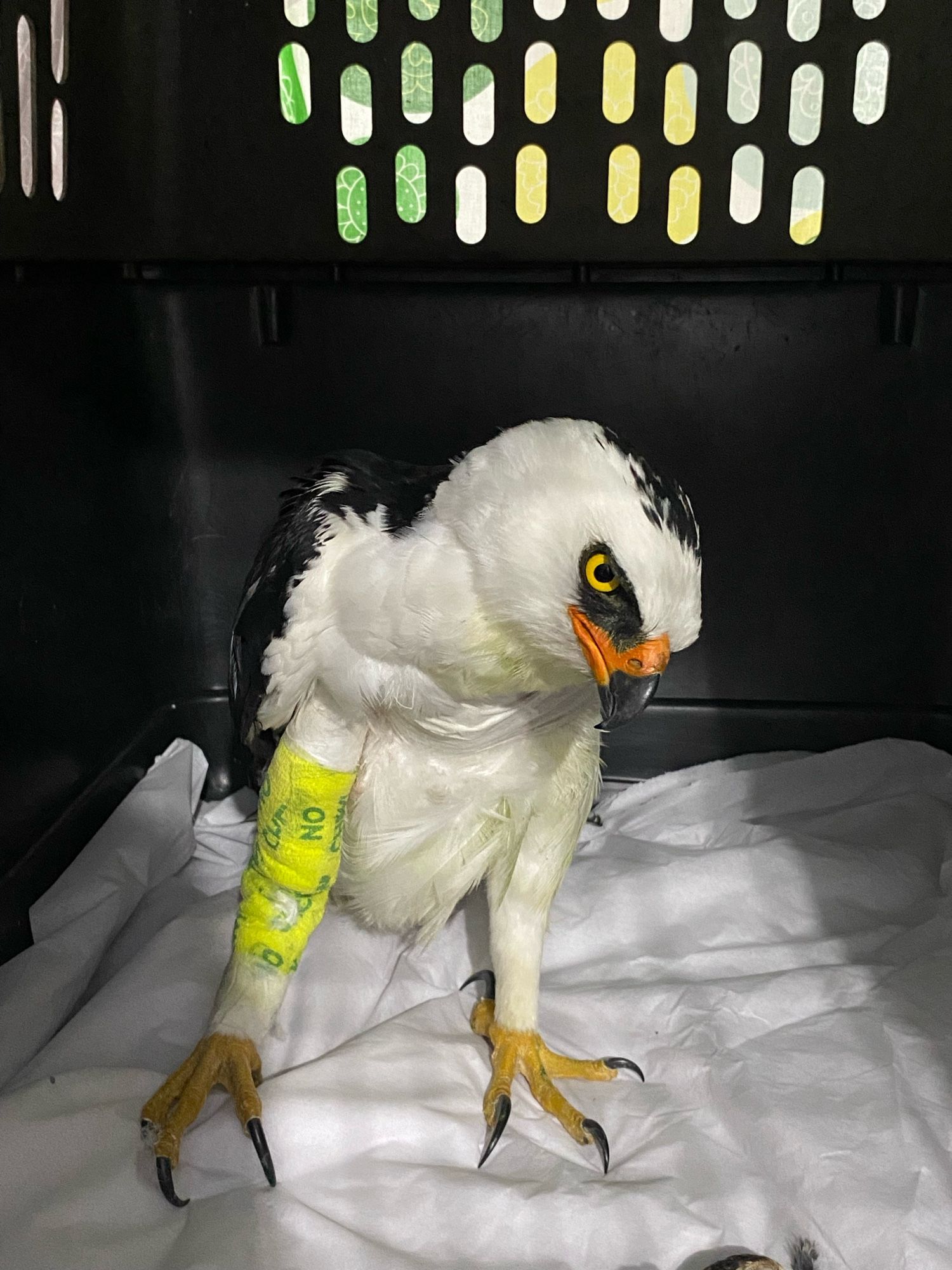 Picture of a Black-and-white Hawk-eagle in a large kennel with a bandaged right leg