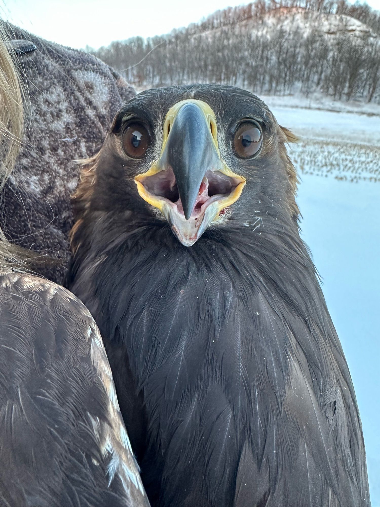 Photo of three face of the male, juvenile Golden Eagle