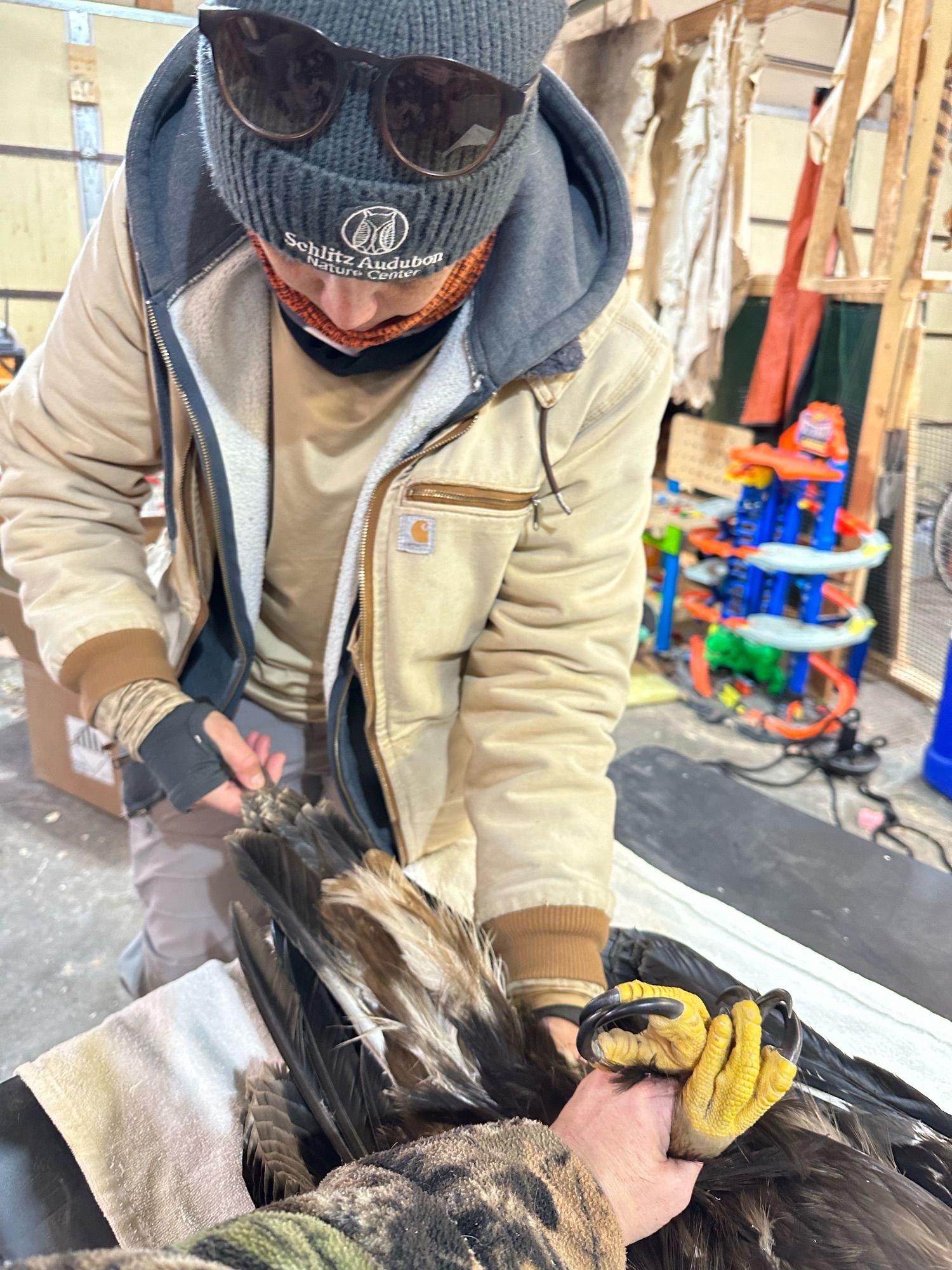 Photo of me measuring the eagles tail length