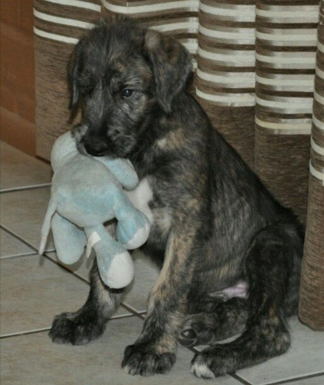 tfsky tf
omega Irish wolfhound puppy, shy and ready to be trained and collared