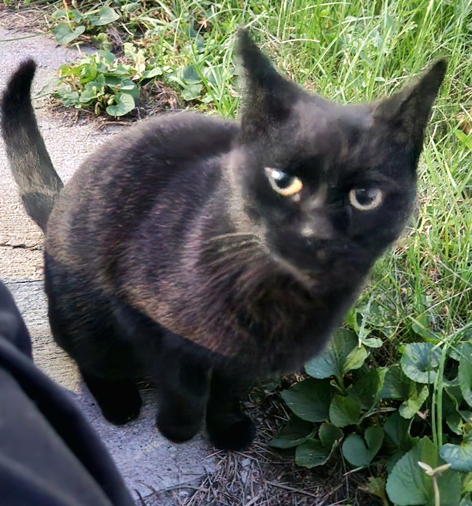 A black cat with gold eyes and round black pupils stairs at the camera