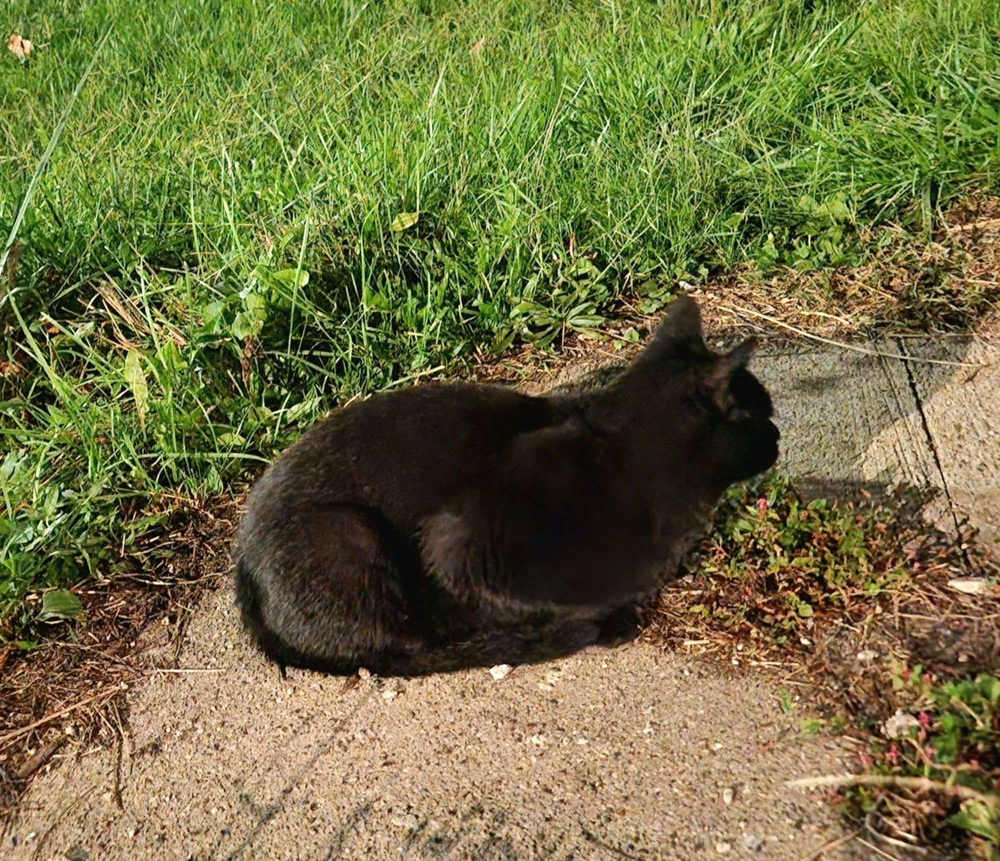 A black Kitty sits in the shape of a loaf on a sidewalk next to some green grass.