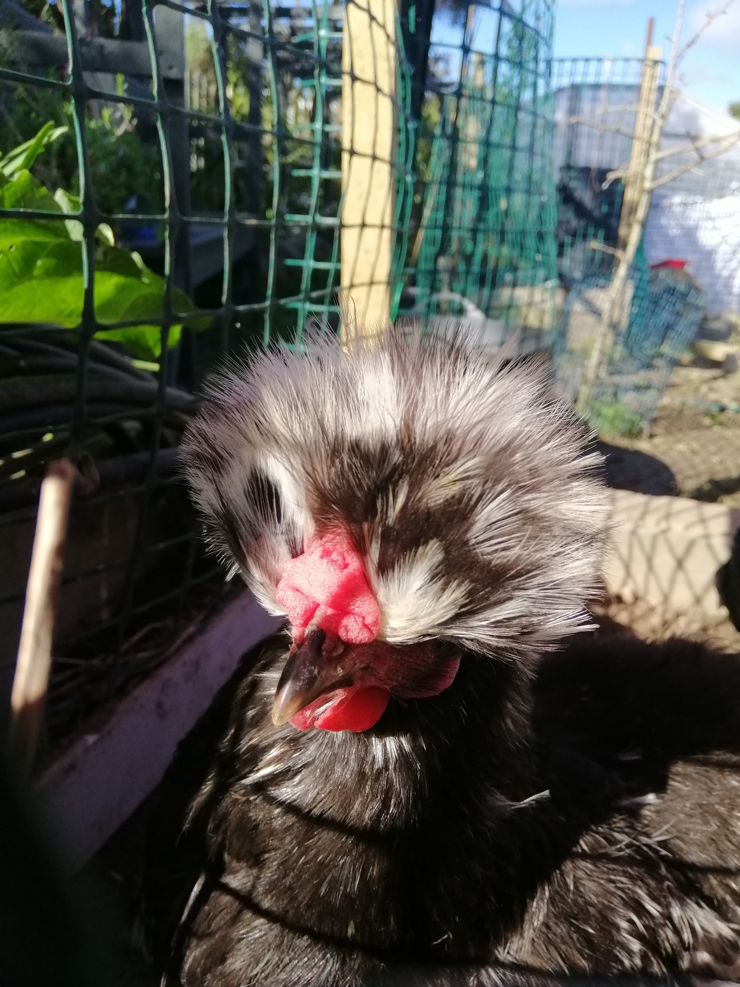 pet silkie chicken! she has a white and black speckled Poof. She's very loud by the way