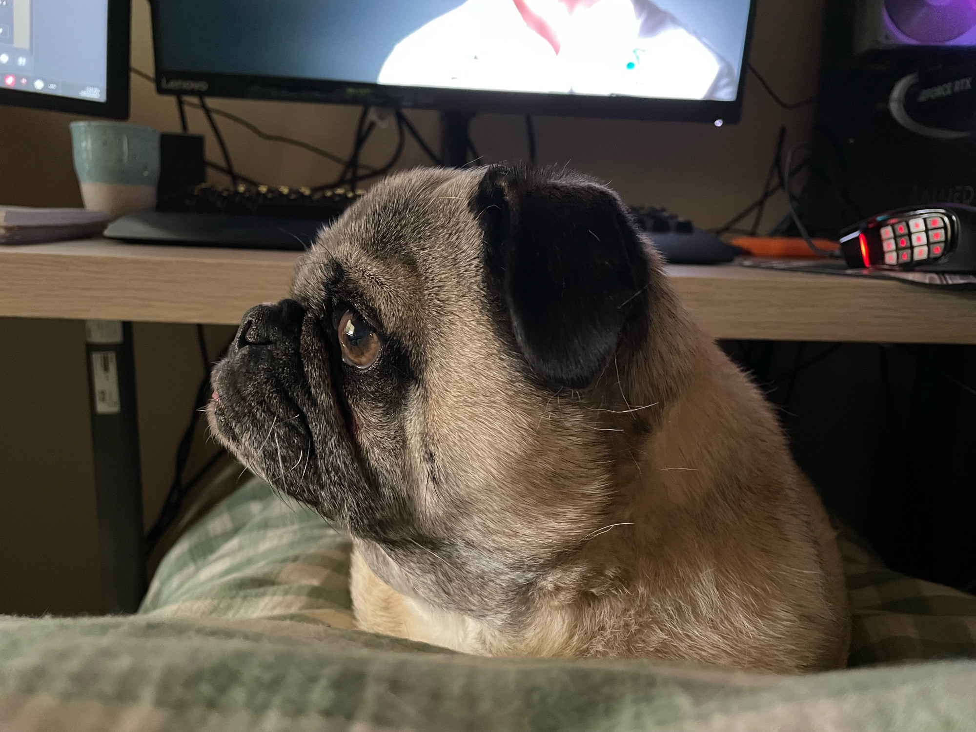 a photo of a pug sitting on a lap. he is looking to the left of the screen.