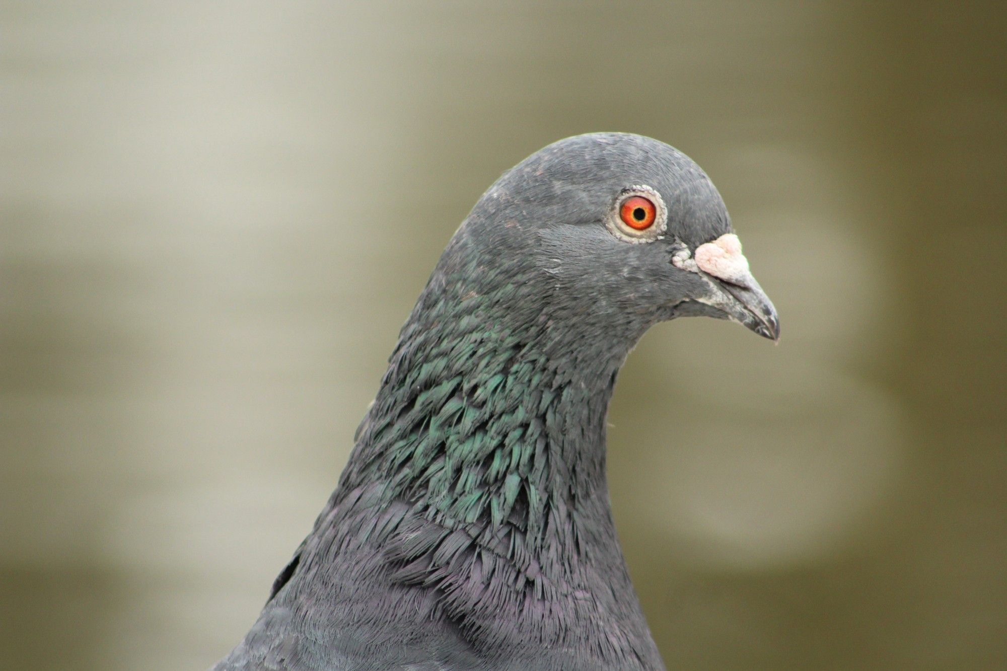 A pigeon head from the side